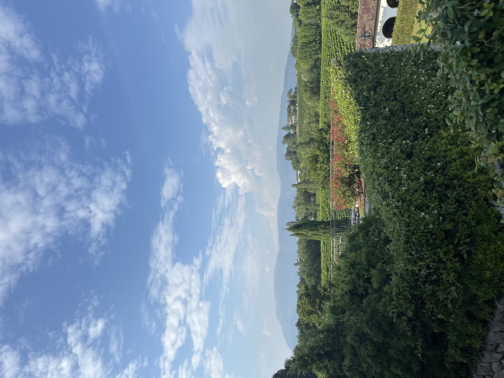 This image depicts a scenic view from Conegliano, Italy, on a clear day with scattered white clouds. The composition is oriented vertically, showcasing a landscape that transitions from a vibrant blue sky on the left to a lush green expanse on the right. The sky is filled with cumulus clouds, suggesting fair weather.
The right side of the image features a meticulously maintained garden and vineyard. A tall, dense hedge forms the foreground, with smaller white flowers interspersed among its green leaves. Behind the hedge, rows of grapevines stretch towards a building with a red-tiled roof and arched openings, hinting at a winery or agricultural estate. Further in the distance, rolling hills and mountains are visible, their forms softened by atmospheric haze. The presence of vineyards and the architectural style of the building suggest a rural Italian setting, consistent with the Conegliano region known for its wine production.
The time of day appears to be daytime, likely late morning or early afternoon, given the bright lighting and clear sky. There is no discernible activity or event taking place, but the scene evokes a sense of tranquility and natural beauty. The image is rich in greenery, with various shades of green from the hedges, trees, and vineyards. Small clusters of pink flowers are also visible amidst the foliage, adding a touch of color. No text is visible in the image.