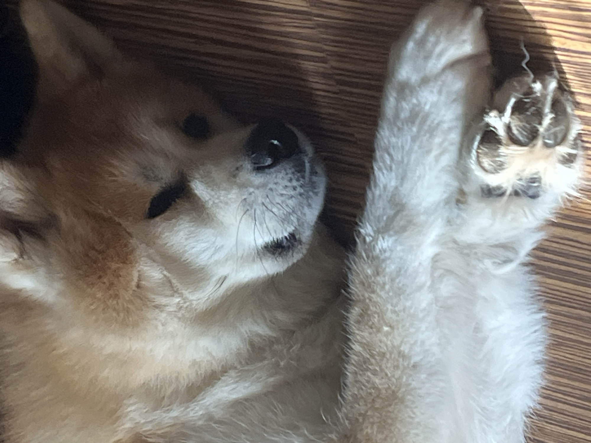 A close-up, high-angle shot shows a fluffy Akita dog sleeping on a wooden floor. The dog's fur is a mix of tan and white. The dog's head is to the right, with its eyes closed and its mouth slightly open. One of its paws is resting on its chest. The wooden floor is a light brown color and appears to be made of planks. The lighting in the image is soft and warm, casting a gentle shadow on the dog's fur. The image does not provide any information about the location in the city of Minsk, Belarus.