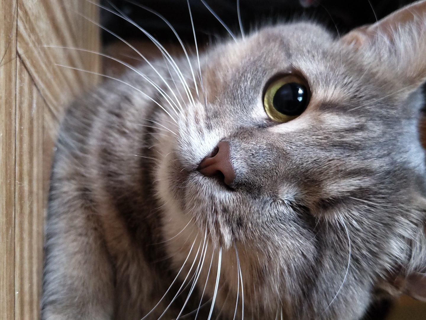 A close-up, head-and-shoulders shot of a tabby cat is captured from a low angle, its head tilted slightly to the left. The cat has gray fur with darker tabby markings and is looking directly at the viewer with its left eye open and its right eye partially closed, giving it a winking appearance. Its whiskers are prominent and white, fanning out from its muzzle. The cat's nose is a light brown color. The background is dark and out of focus, with the bottom of the image showing a wooden surface, likely a floor, with a visible wood grain pattern. The image is well-lit, highlighting the texture of the cat's fur and the details of its face. There is no discernible urban environment or location.