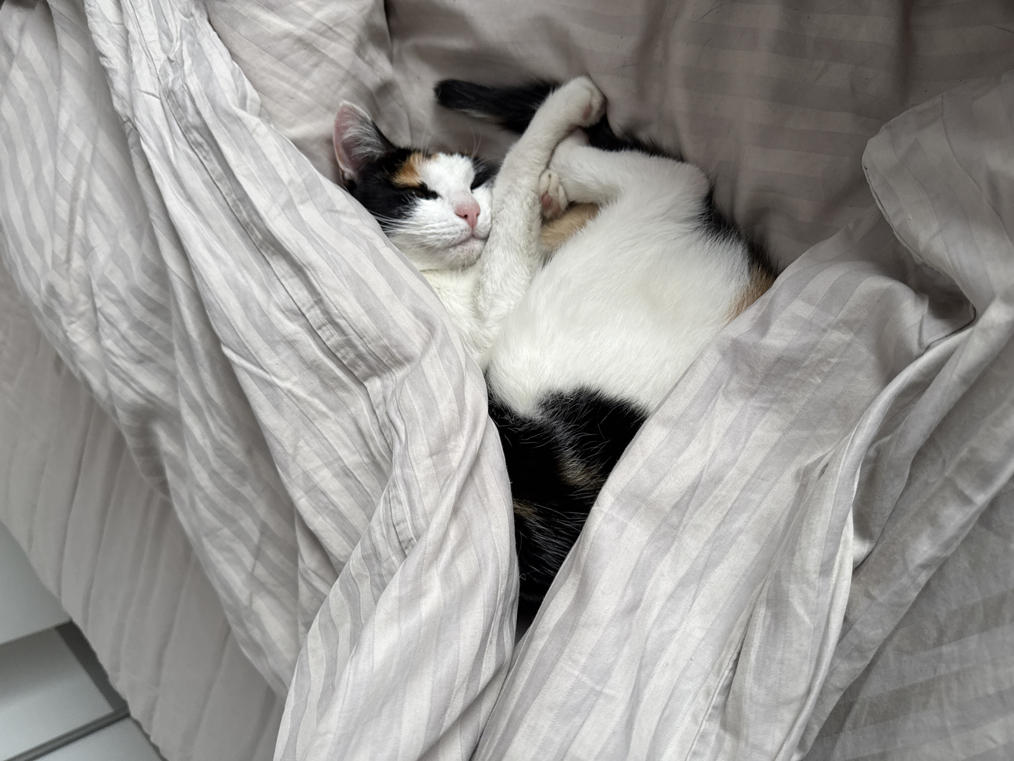 A calico cat is curled up in a bed under a gray striped duvet. The cat is mostly white with patches of black and orange on its head, body, and tail. Its eyes are closed, and its paws are tucked in, suggesting it is sleeping or resting comfortably. The duvet is draped around the cat, creating a cozy nest. The lighting is soft, indicating it could be daytime indoors, possibly in a bedroom. The scene evokes a feeling of peace and domestic comfort. There is no visible text in the image.