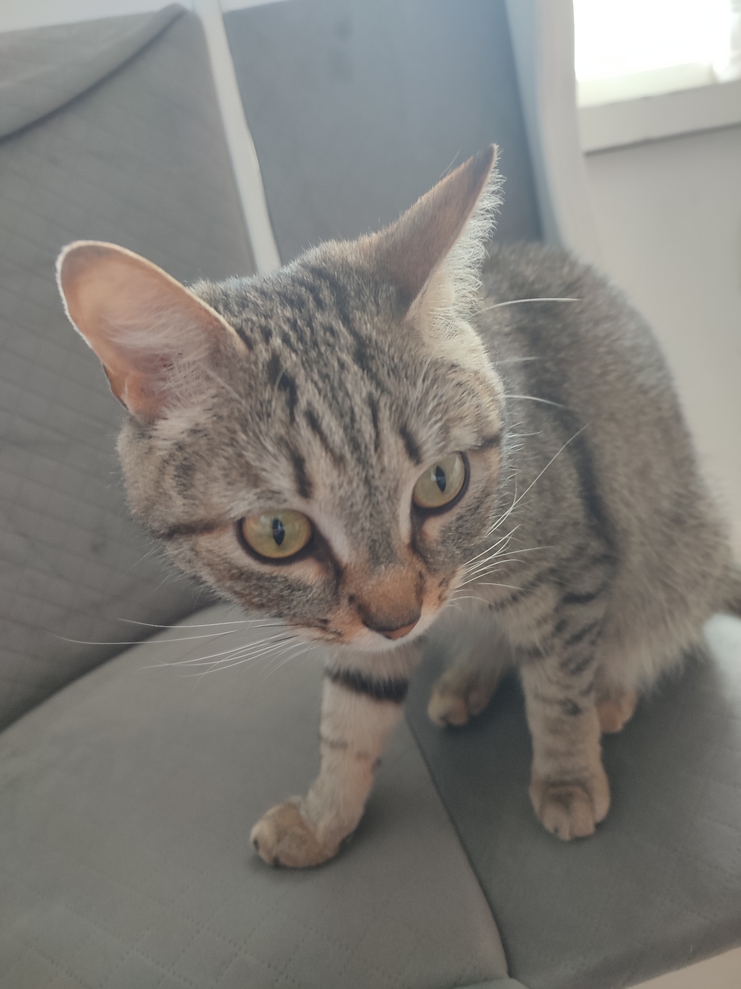 A tabby cat is perched on a gray cushioned surface. The cat has green eyes and white whiskers. The background includes a window and part of a gray couch. There is no indication of the city of Chaikovsky, Russia in the image.