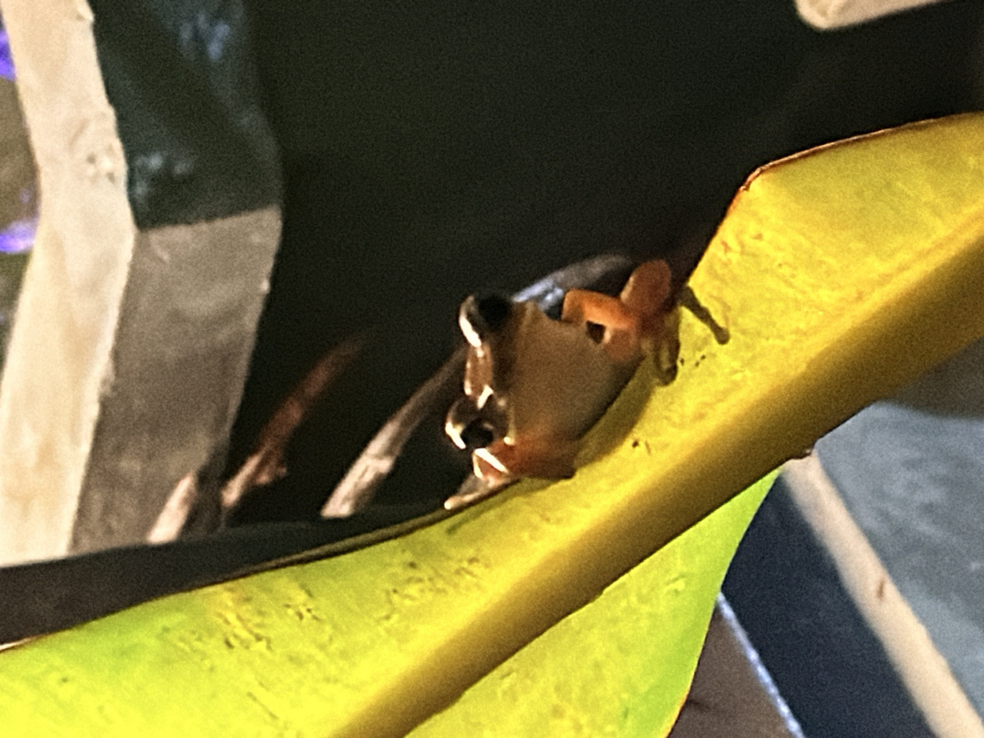 A frog is perched on a bright yellow leaf. The frog is small with orange limbs and a light brown body. Its eyes are dark and wide, and its mouth is slightly open. The background is dark and out of focus, with some blurred shapes of what appear to be structures in a dimly lit environment, possibly an enclosure.