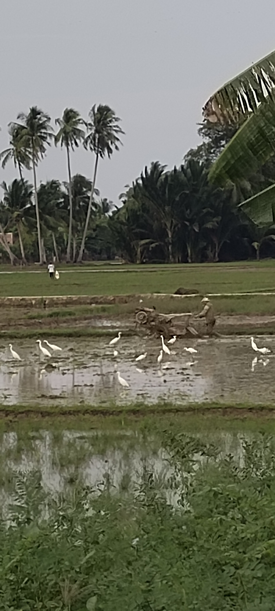 In Blangmajron, Indonesia, a farmer operates a small tractor in a flooded rice paddy. Several white egrets are present in the water around the tractor, some foraging, others standing still. In the background, a person walks across a green field carrying two white objects. Palm trees and other vegetation line the horizon. The sky is overcast.