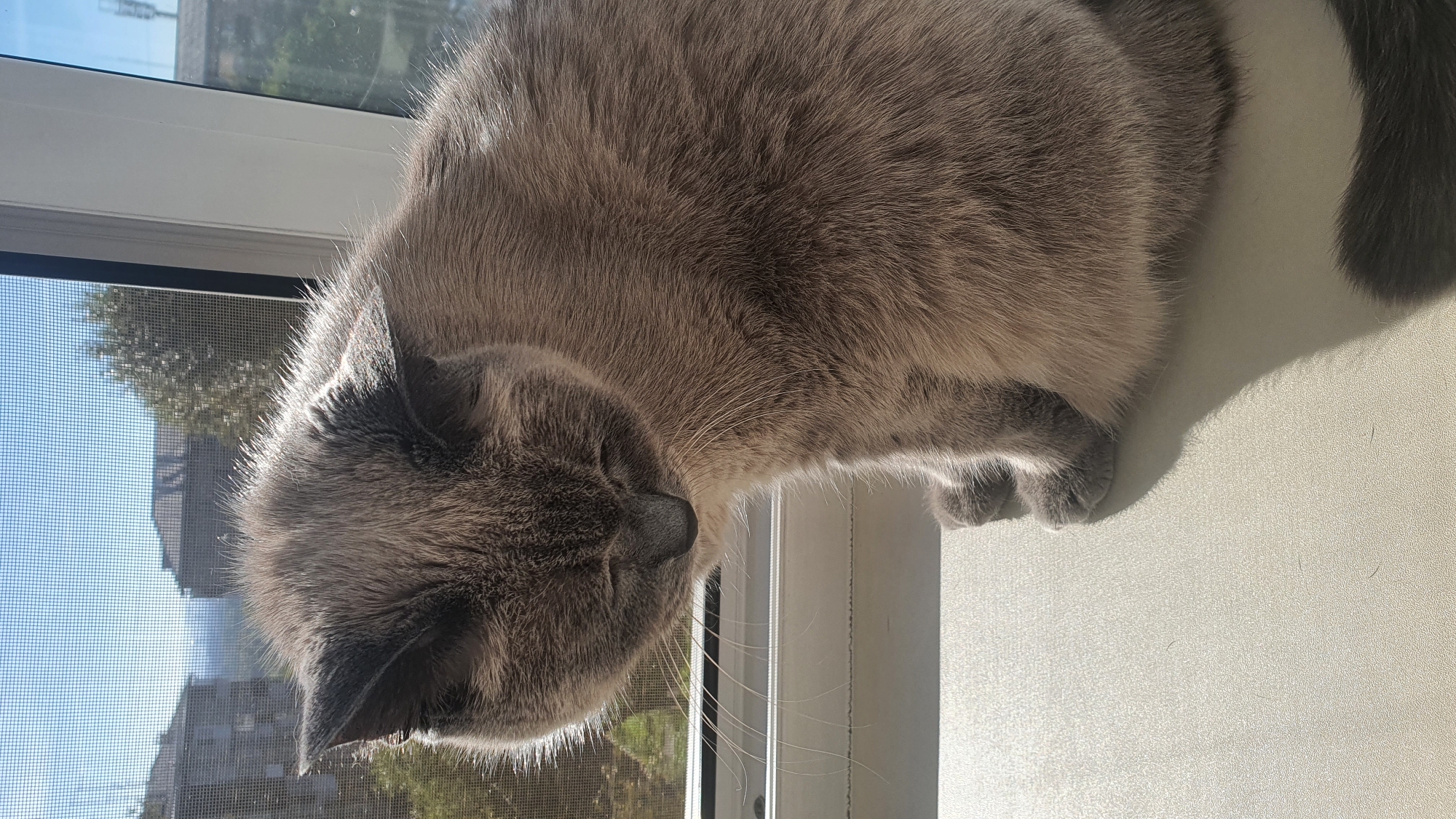 A grey cat with closed eyes sits on a windowsill, bathed in sunlight. In the background, a window screens a view of buildings and trees under a clear sky. The cat's fur is detailed, showing individual strands and soft lighting. Its paws are tucked underneath its body. The windowsill is a light-colored, textured surface. The scene depicts a peaceful moment of a domestic animal in an urban setting.