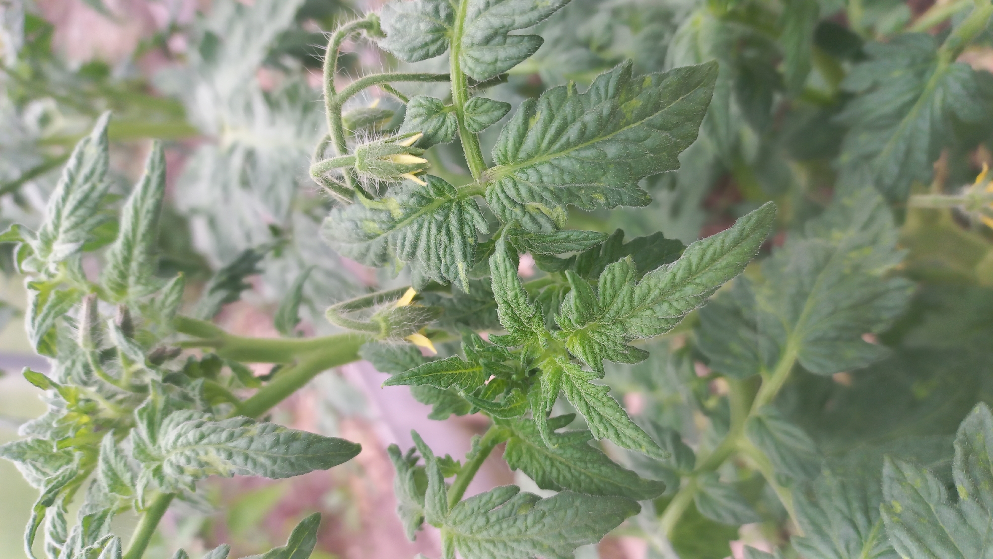 The image shows a close-up of a tomato plant with developing yellow flowers and fuzzy green leaves. The plant is in an outdoor setting, likely a garden or greenhouse, with a blurred background of other greenery and what appears to be soil. There are no people or animals visible in the image. The location is identified as Savino, Russia, though no specific landmarks or urban elements are depicted to confirm this. The image focuses solely on the botanical details of the tomato plant.