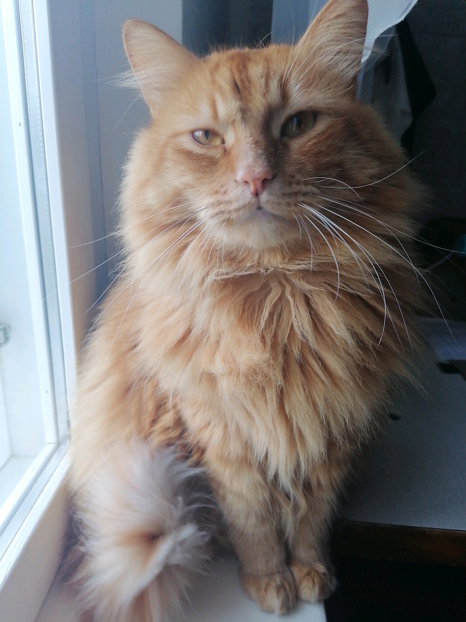 A fluffy ginger cat sits on a windowsill, looking towards the camera with its head slightly tilted. The cat has long, golden fur and prominent white whiskers. Its eyes are a yellowish-green color. The background is out of focus, showing a dark, indistinct area to the right and a bright, white window frame to the left. The setting appears to be indoors, near a window. There is no discernible location in the city of Mahilyow, Belarus, or any specific contextual information about the scene beyond what is visually present.