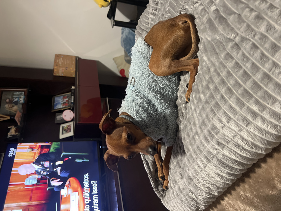 A brown miniature pinscher wearing a light blue fuzzy sweater is resting in a round gray bed. The dog is lying down, with its head near the edge and its tail curled up near the back. In the background, a television is on, displaying a man in a military uniform. A dark wooden cabinet is behind the TV, adorned with framed pictures. A yellow toy is visible on the top shelf.