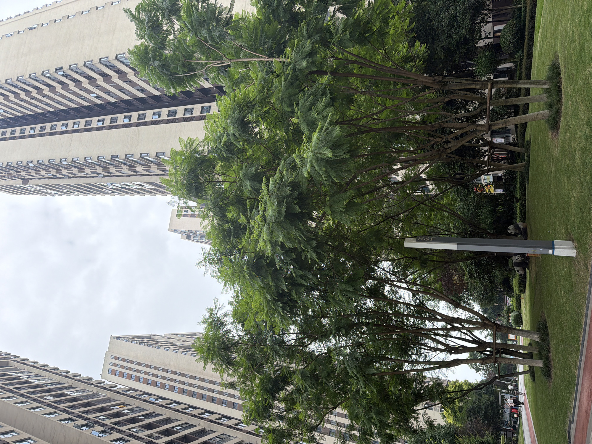 A view of apartment buildings and trees in an urban park. The buildings are tall and modern, with many windows. The trees are leafy and green, with thin trunks. There are a few people walking in the park, and some panda statues in the background. The sky is overcast. The scene is likely from the Chongqing High-tech Zone, China, given the architecture and landscaping.