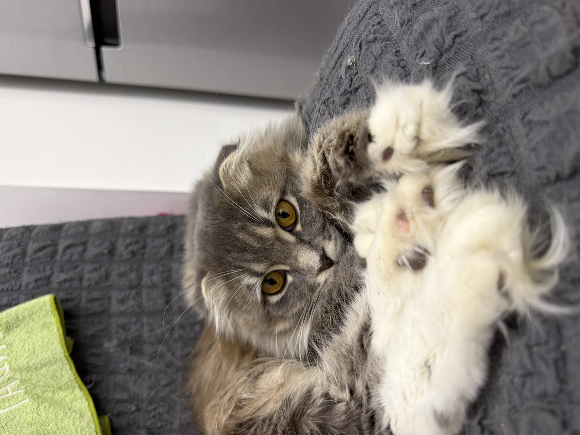 A Scottish Fold cat with fluffy gray and white fur is lying down on a textured gray surface. Its eyes are a striking amber color, and its ears are folded inwards. The cat's front paws are crossed and resting on its chest. In the background, a green cloth is visible on the left, and a portion of a silver refrigerator is on the right. The scene appears to be indoors, possibly in a home environment.