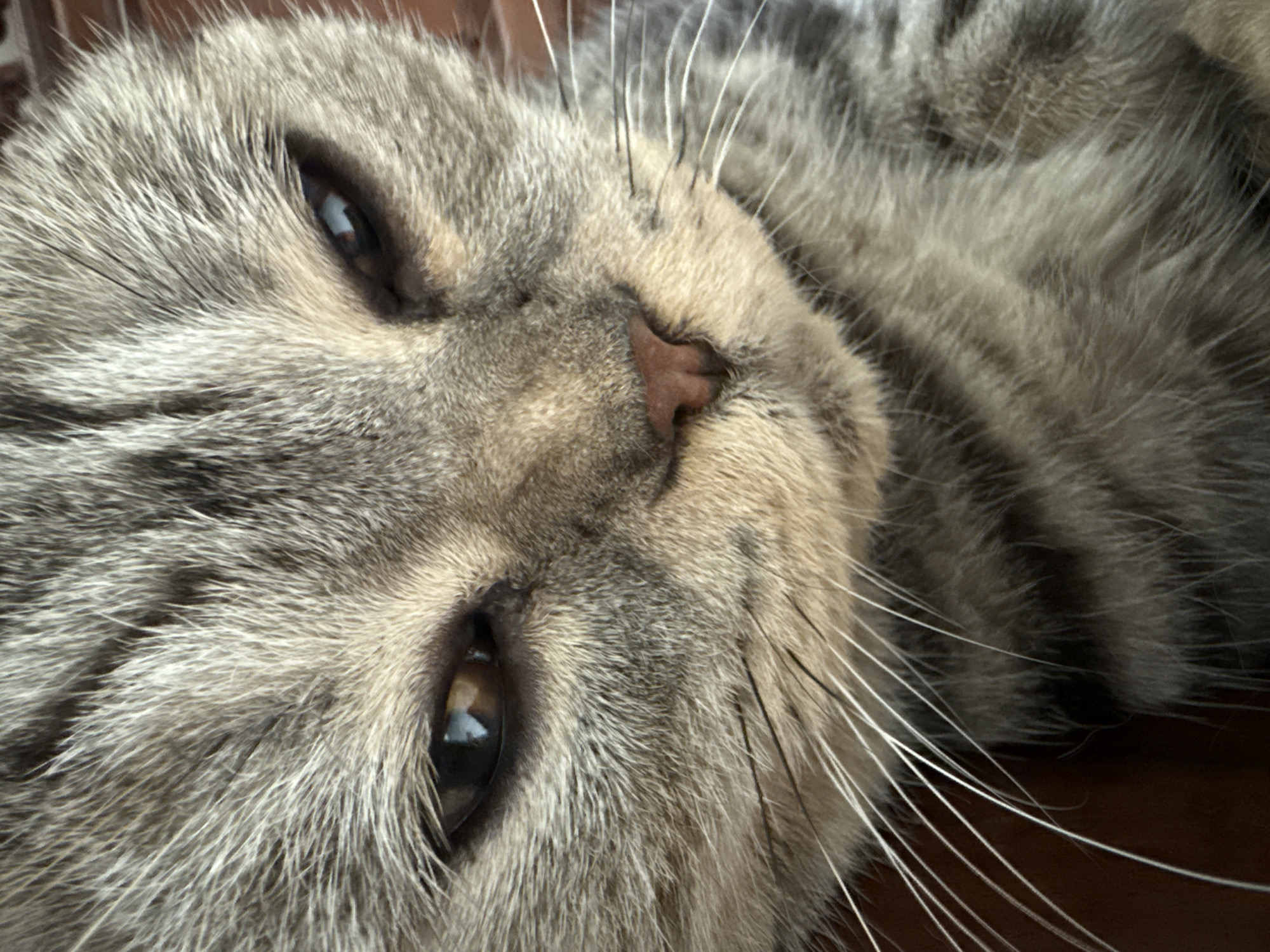 A close-up, low-angle, indoor shot shows a tabby cat lying on its side with its head tilted upwards, revealing its face in extreme detail. The cat's fur is a mix of gray, black, and tan stripes, with long, white whiskers fanning out from its muzzle. Its eyes, one wide open and the other partially closed, are a striking blue and reflect the ambient light. The cat's nose is a soft pink, and its ears are tucked back against its head. The background is blurred, suggesting a shallow depth of field, but hints at a wooden surface beneath the cat. There is no indication of the cat's location within Bac Nha Trang Ward, Vietnam, as the image only focuses on the animal itself.