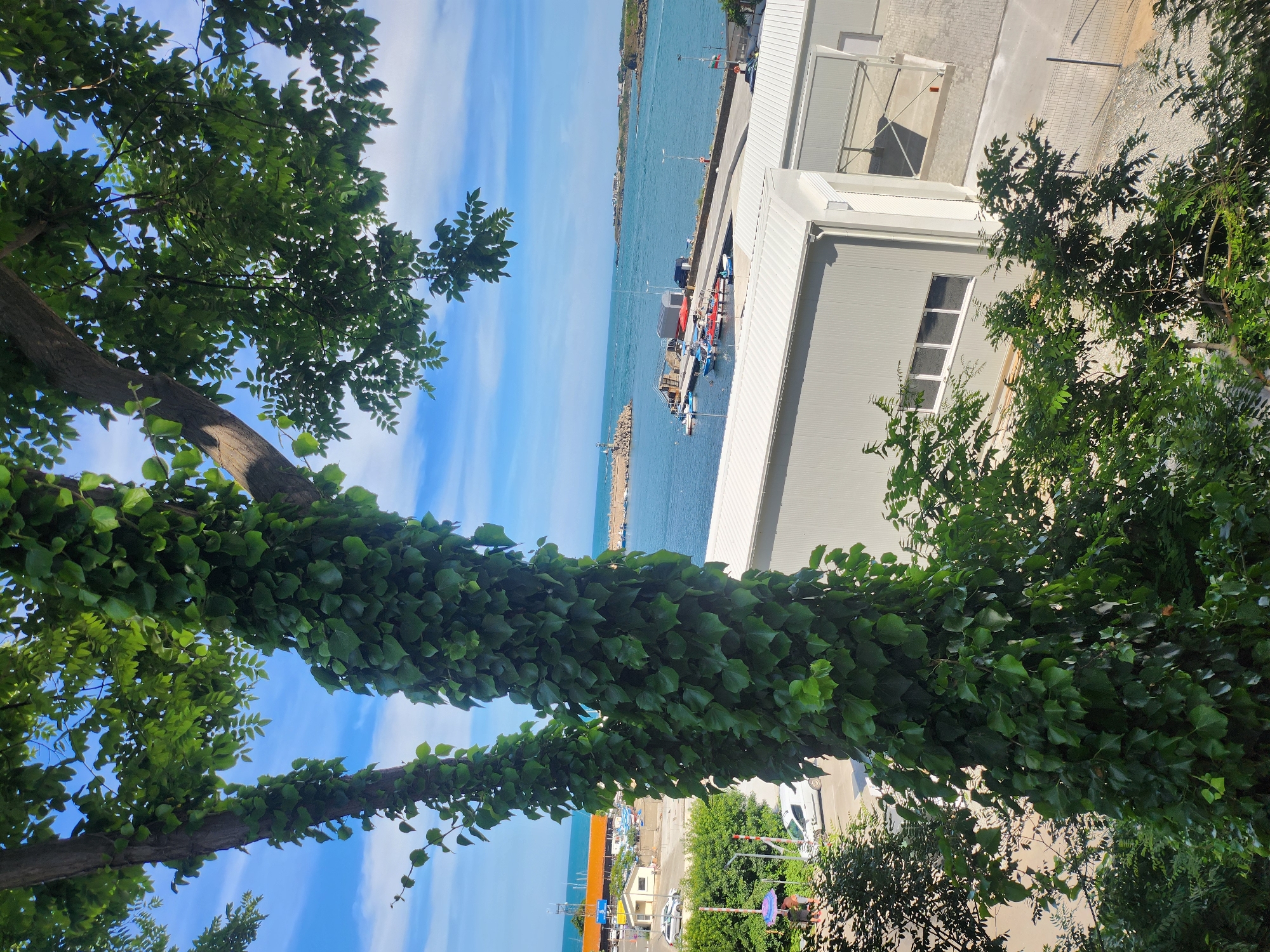 This is a vertical, eye-level medium shot of a coastal scene in Tsarevo, Bulgaria. In the foreground, a thick tree trunk covered in lush green ivy dominates the left side of the frame, with its branches and leaves extending into the upper and right portions of the image. The ivy's dense foliage creates a natural frame, partially obscuring the background.
Beyond the tree, the scene opens up to a bright blue sky with wispy white clouds. A calm, turquoise body of water stretches across the middle ground, with several small boats docked at a pier. The pier has a modern, grey building adjacent to it, with white trim and visible windows. Further in the distance, along the coastline, more buildings and vegetation can be seen. The overall impression is one of a sunny day in a coastal town.
The image appears to be taken during daylight hours, likely late morning or early afternoon, given the bright sunshine and clear skies. The overall mood is serene and peaceful, with the vibrant greenery of the ivy contrasting with the blues of the sea and sky, and the structured lines of the buildings. There is no visible text in the image. The presence of boats and the pier suggest a functioning harbor or marina.