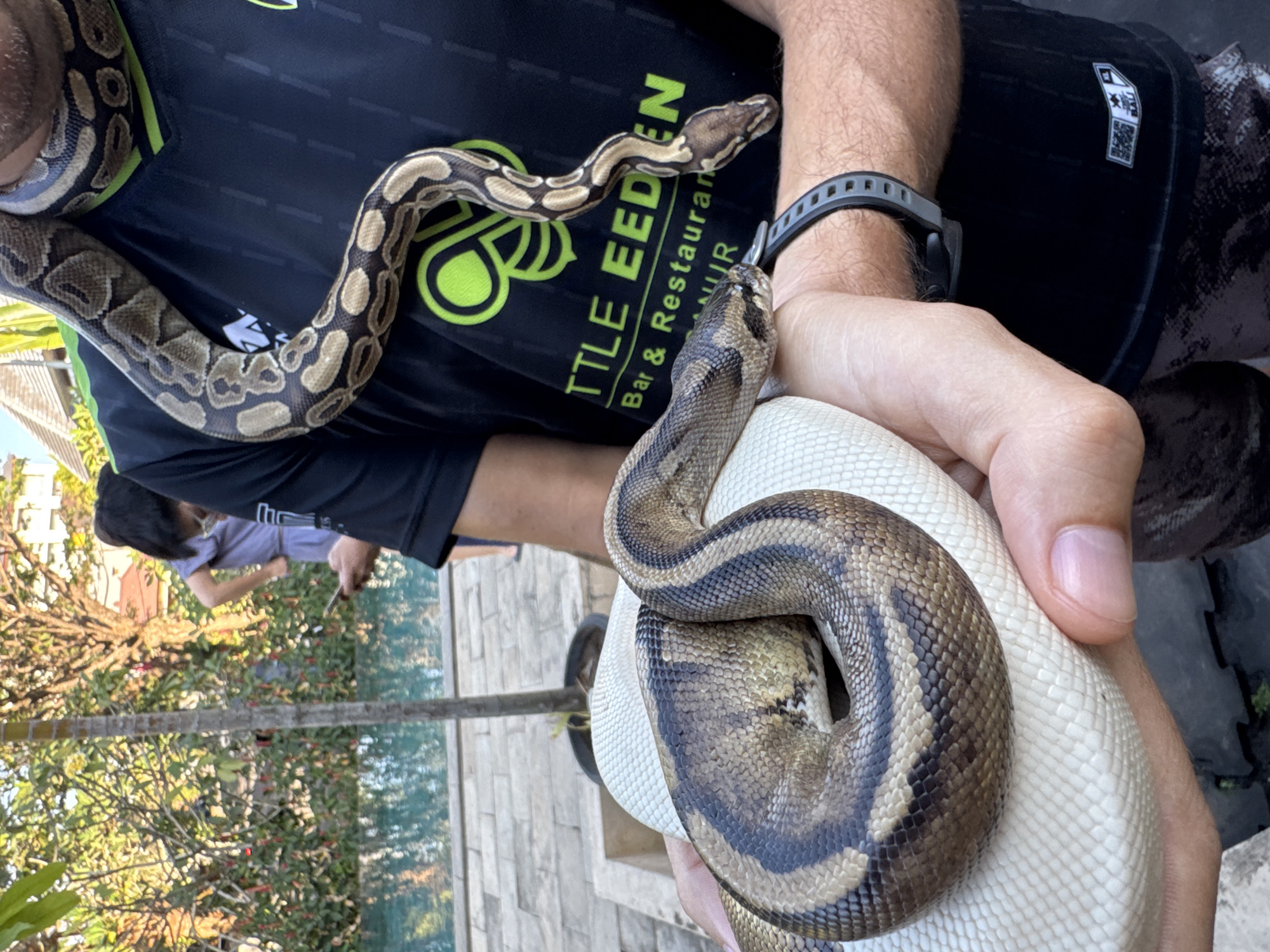 In Kuta Selatan, Indonesia, a man, partially visible from the chest down, stands outdoors near a swimming pool. He is wearing a black t-shirt with a green logo and text that reads "LITTLE EEDEN Bar & Restaurant". A ball python is draped around his neck and shoulders, and another ball python is resting on his hands. The larger python on his hands is a pale, creamy color with a coiled pattern, while the python around his neck has a more intricate pattern of brown and tan markings. In the background, lush green foliage and trees surround the pool, and a woman in a light blue dress is visible in the distance, looking at her phone. The setting appears to be a resort or a residential area with a tropical ambiance.