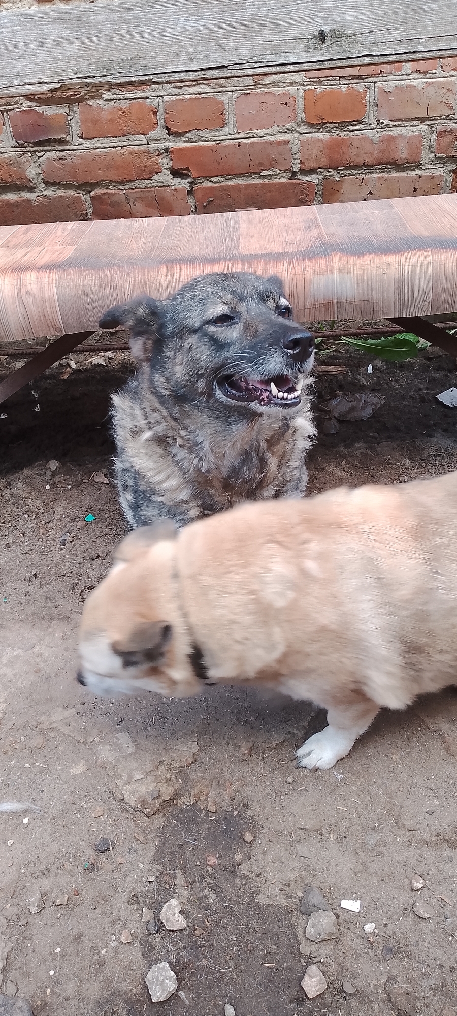 Two dogs are in an outdoor area with a brick wall and wooden structure in the background. The dog in the foreground is light brown and blurred, indicating movement. The dog in the background is gray and brindle, with its mouth open, showing teeth and gums. It is lying down and looking to the right. The ground is dirt with some small rocks and debris. The scene appears to be in a backyard or rural setting.