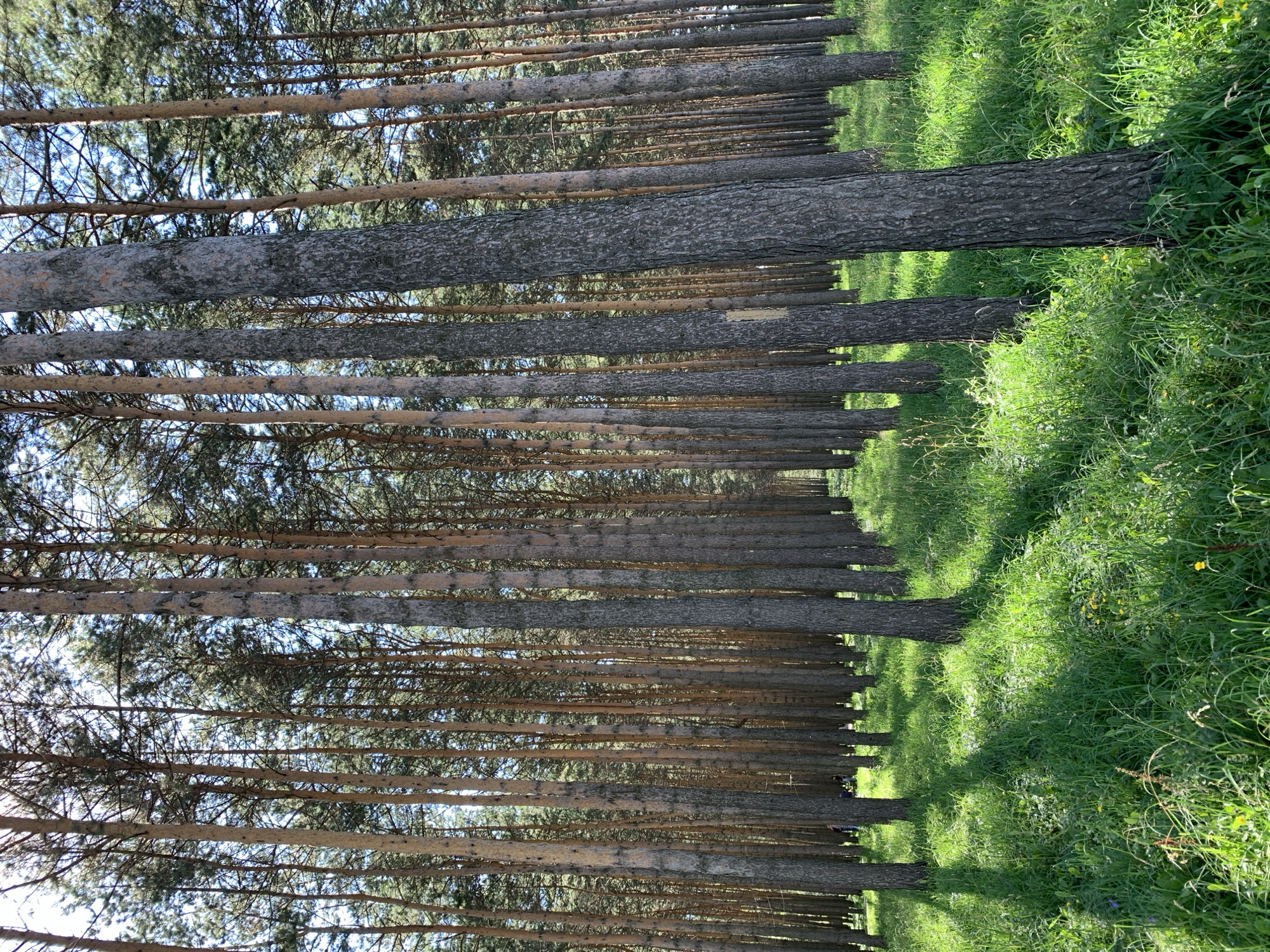 The image depicts a densely populated pine forest with tall, slender trees. The forest floor is covered in lush green grass, with patches of sunlight filtering through the canopy, creating a dappled effect. In the background, a few individuals are visible, appearing to be walking or standing amidst the trees. The scene suggests a natural, outdoor setting. The specific location within the city of Prokopyevsk, Russia, is not identifiable from the image alone.