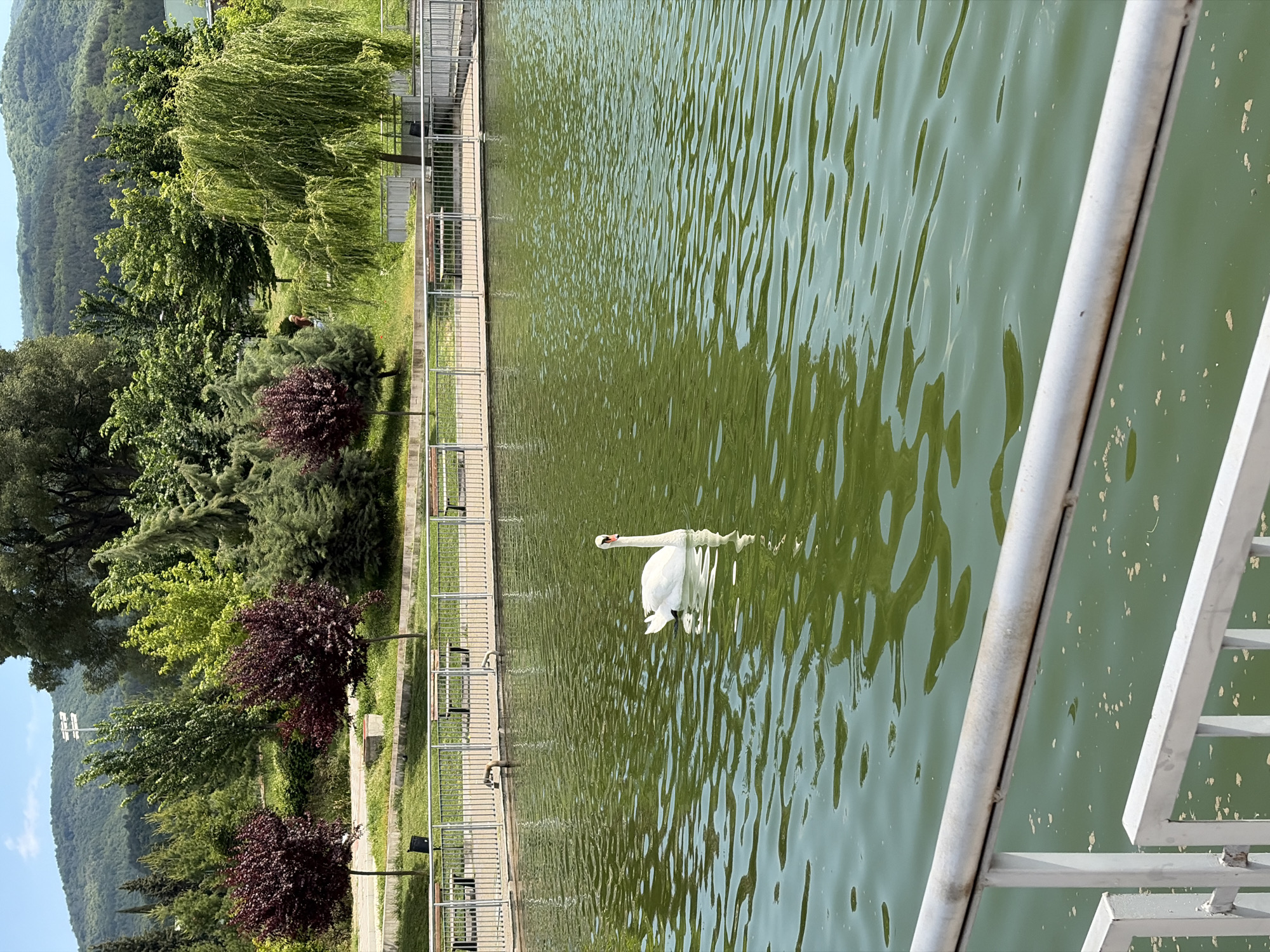 A landscape photograph features a serene lake with a single white swan swimming in it, bordered by greenery and a metal railing. The lake's water is a murky green, with ripples creating patterns across its surface. A white swan is seen centrally, its neck arched gracefully.
Adjacent to the lake is a strip of grass and trees, lined with a white metal railing. The trees are various shades of green, with a few featuring dark red foliage. The railing runs parallel to the lake, providing a barrier between the water and the adjacent ground. Mountains are visible in the background on the left side. The image is taken at an angle, with the lake appearing to stretch into the distance on the right. The photograph presents a natural and tranquil scene, likely captured in a park or recreational area. The specific city and country are unknown.