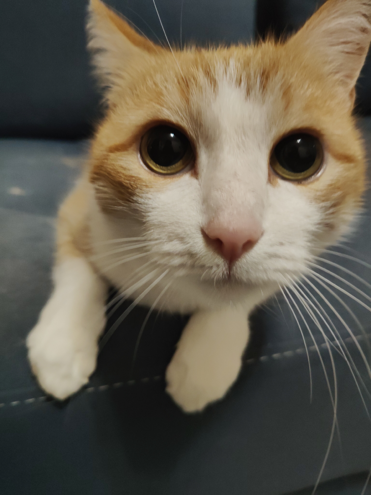 A close-up, eye-level, medium shot shows the face of an orange and white cat. The cat is positioned centrally in the frame, with its body extending downwards out of view. Its large, round eyes, colored a warm amber with dark pupils, are wide and focused on the camera. The cat's pink nose is slightly wet, and its white whiskers fan out from its muzzle. The fur on its face is a mix of white and light orange tabby markings. The cat is lying on a dark blue, textured surface, possibly upholstery. The lighting is soft, highlighting the cat's features. There is no discernible location in the city of Bol'shoye Kozino, Russia.