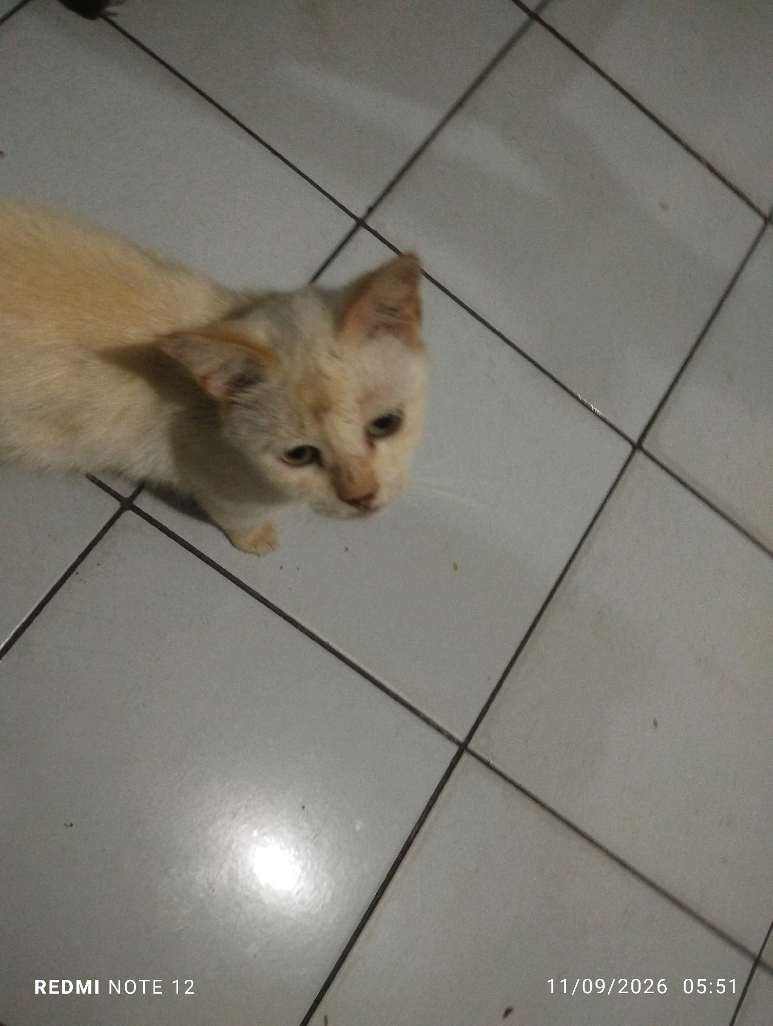 A light-colored cat with brown markings on its ears and face is standing on a tiled floor. The cat is looking to the right of the frame. The floor tiles are light gray with dark grout lines. There are some dark specks on the floor. The image has a timestamp and text overlay in the bottom left and right corners that reads "REDMI NOTE 12" and "11/09/2026 05:51" respectively. The scene is indoors. The metadata indicates the location as Bekasi, Indonesia.
