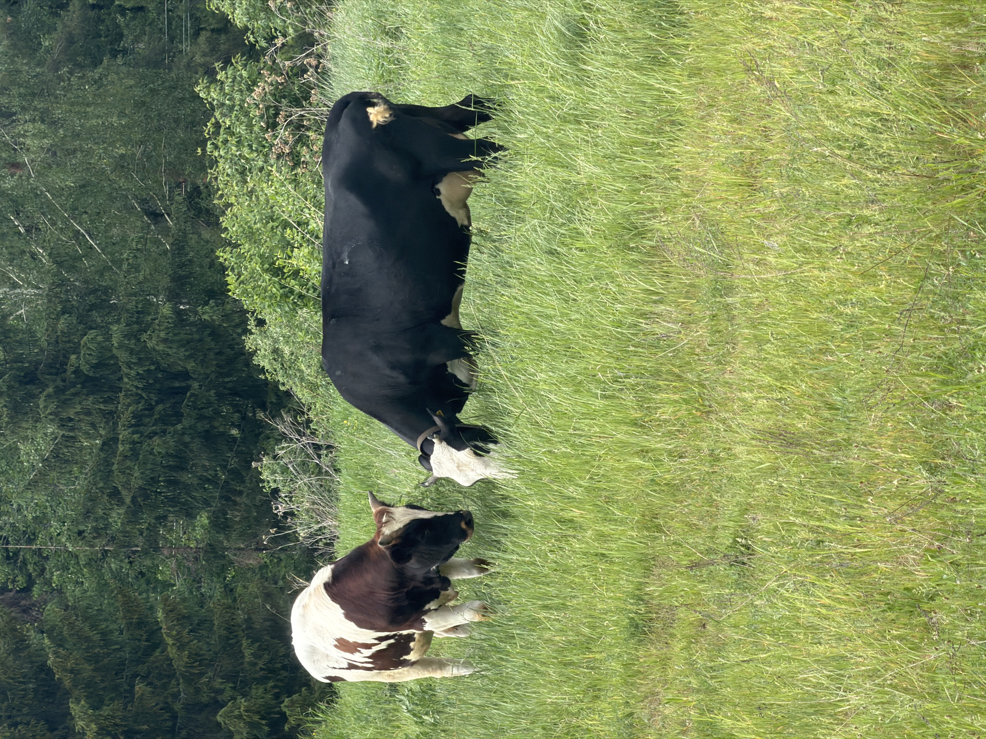The image depicts two cows in a grassy field. A black and white cow stands, grazing, while a brown and white cow is lying down. The background includes trees and shrubs. There is no information in the image that supports that the photo was taken in Ольховка, Russia.