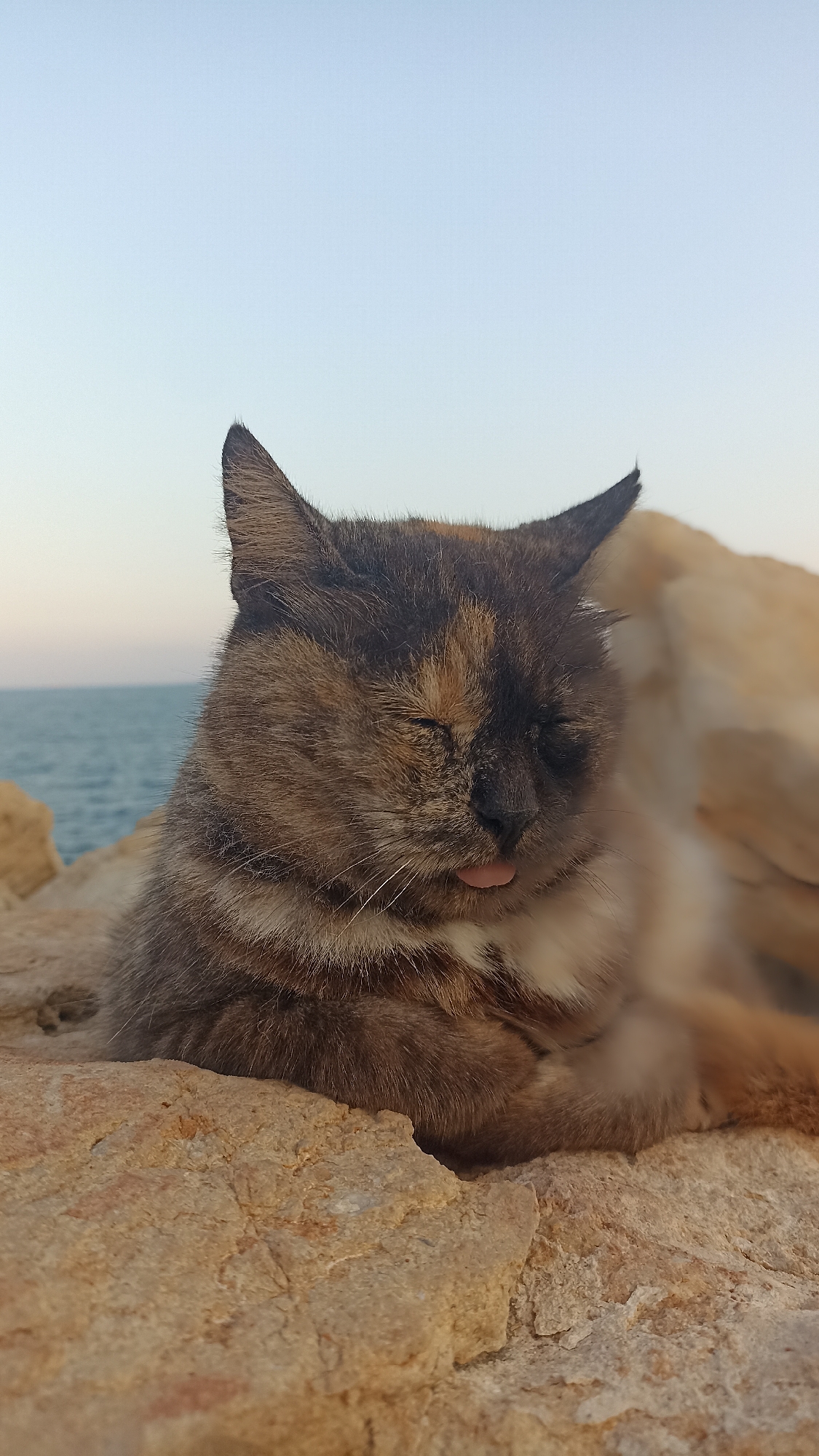 A domestic cat, displaying a mottled coat of dark brown, black, and light tan/cream fur, is captured in a relaxed, prone position on coarse, light brown rock formations. Its eyes are closed, and the tip of its pink tongue is slightly extended from its mouth. The cat's whiskers are visible. In the background, a calm body of blue-green water, consistent with a sea or ocean, extends to a clear horizon line under a pale, light blue sky. The lighting is even and natural, with no harsh shadows. The scene is located in an unspecified coastal area within Unknown, Unknown. No human subjects or man-made structures are visible.