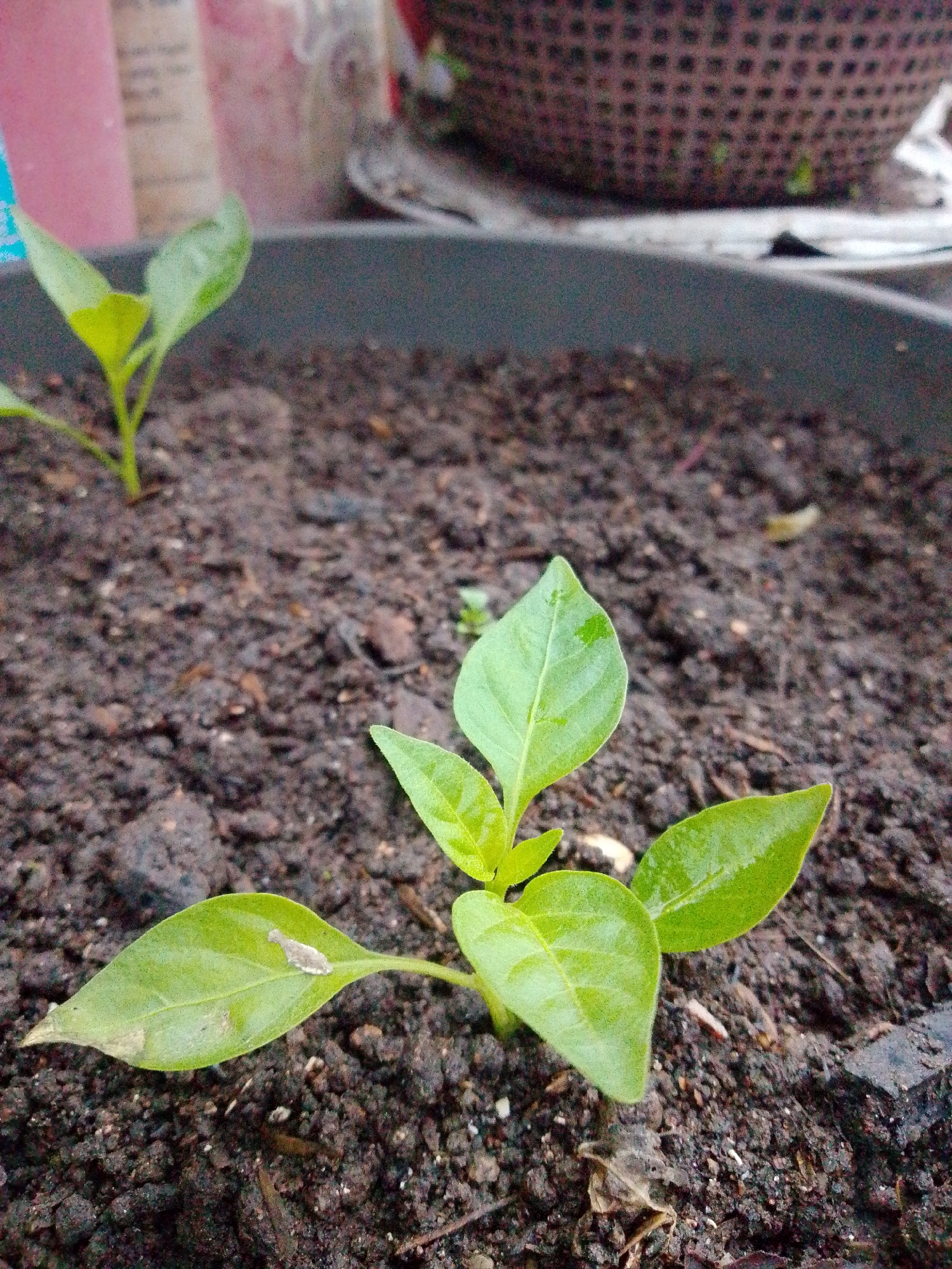 In Bandar Lampung, Indonesia, a close-up, eye-level shot focuses on a pot of soil containing young pepper seedlings. The foreground is dominated by the dark, moist soil, with several small, green pepper plants emerging. One plant in the center foreground has three visible leaves, with two larger leaves pointing to the left and right, and a smaller, newer leaf at the top. Another seedling is visible further back to the left, with two small leaves. The background is out of focus, showing a dark gray pot rim, and behind that, blurred objects that appear to be bottles or containers in soft pink and white hues, along with a textured, basket-like object. The lighting is diffused, suggesting an overcast day or indoor setting.