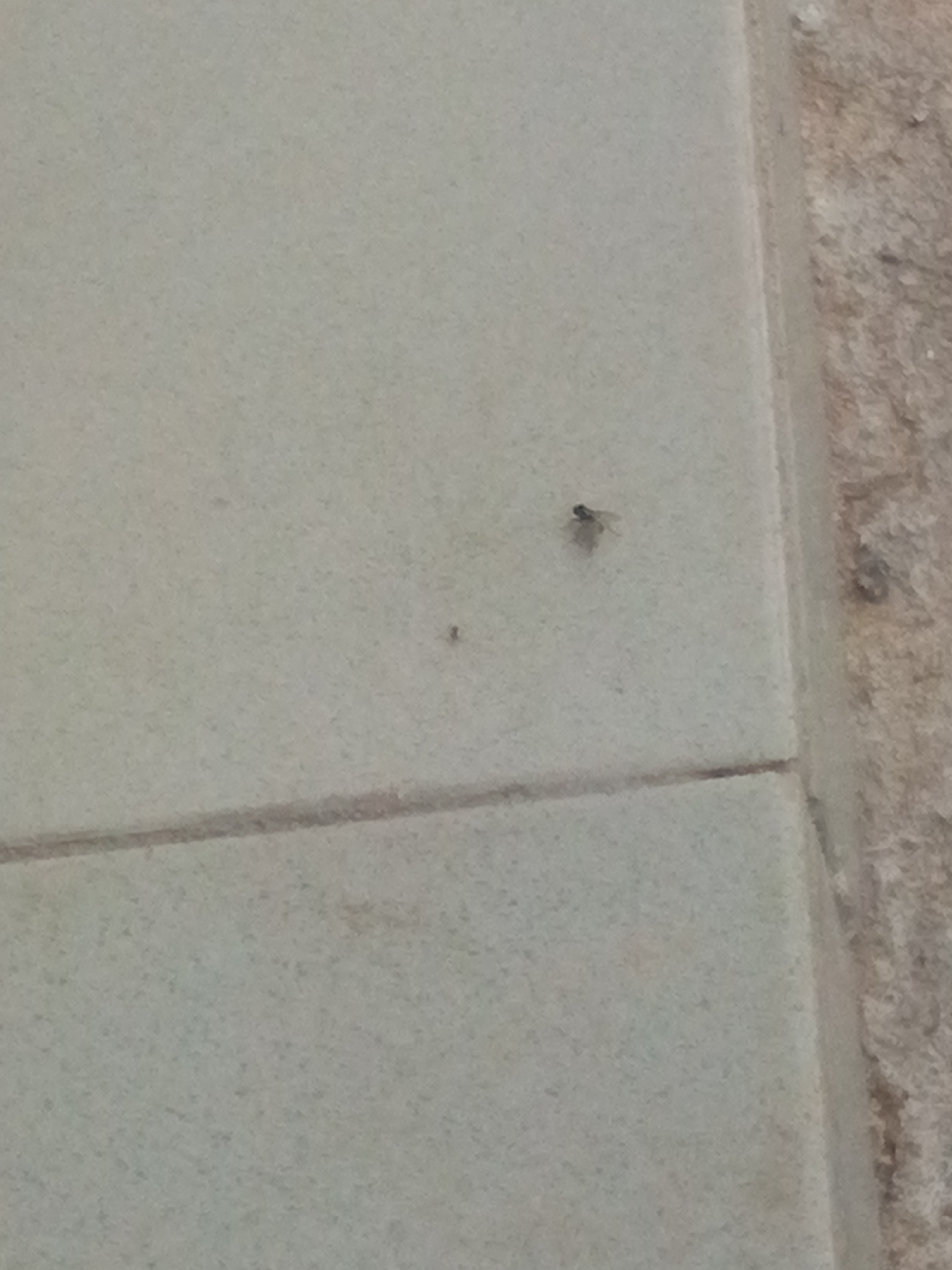 A small, dark insect, possibly a fly, is visible on a light-colored, tiled surface. The tiles appear to be outdoors, as a rougher, stonelike surface is visible to the right. A thin, darker line suggesting grout or a crack separates the tiles. The insect is in focus, while the background is slightly blurred.