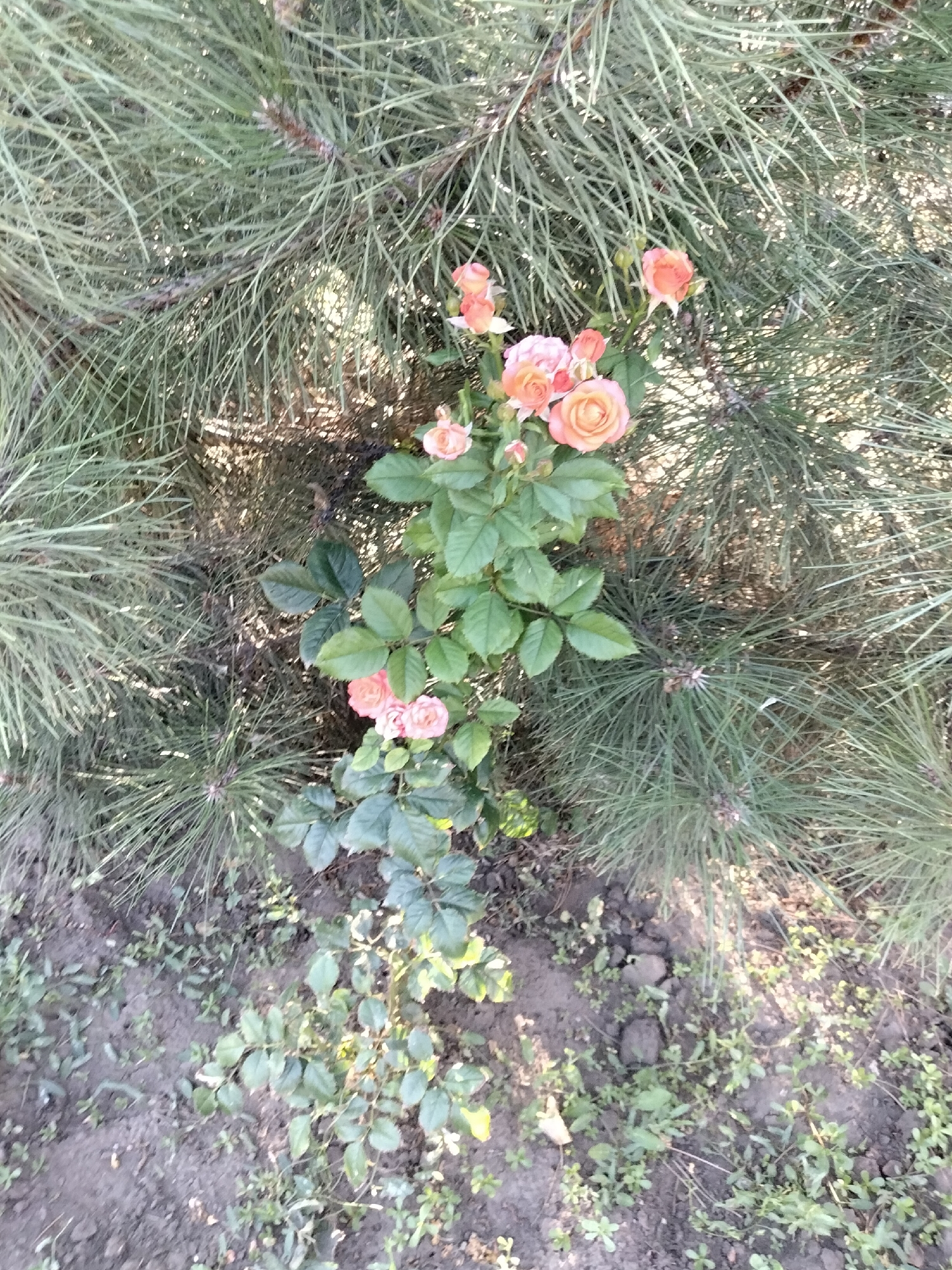 In Nizhnedonskoy, Russia, a cluster of coral-colored roses blooms amidst the dense, needle-like foliage of a pine tree. The roses, some fully open and others still in bud, grow on a green, leafy stem. The ground beneath is a mixture of dark soil and scattered small green plants. The lighting suggests it is daytime, with sunlight filtering through the pine needles, creating dappled shadows on the ground.