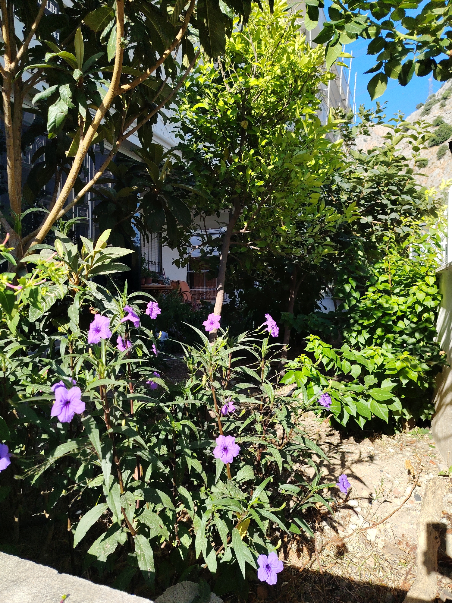 The image captures a sun-drenched garden area with lush greenery and vibrant purple flowers. In the foreground, a cluster of purple flowers, likely Ruellia simplex, are in full bloom, their delicate petals catching the sunlight. They grow amidst a backdrop of dense, dark green foliage. To the left, the sturdy trunk and branches of a tree with broad leaves are visible, casting dappled shadows. Behind this, a building with a white facade and windows can be seen, suggesting a residential or commercial property.
Further into the background, various trees and shrubs create a layered effect, with some featuring bright green, sunlit leaves and others a deeper shade. The upper right portion of the image reveals a steep, rocky hillside, characteristic of the landscape in Konyaaltı, Turkey, with sparse vegetation clinging to its surface. A clear blue sky with a few wisps of clouds adds to the summery atmosphere. The overall impression is one of a well-maintained garden, possibly a private courtyard or a section of a larger property, enjoying the Mediterranean climate of the region. No people or animals are present in the scene.