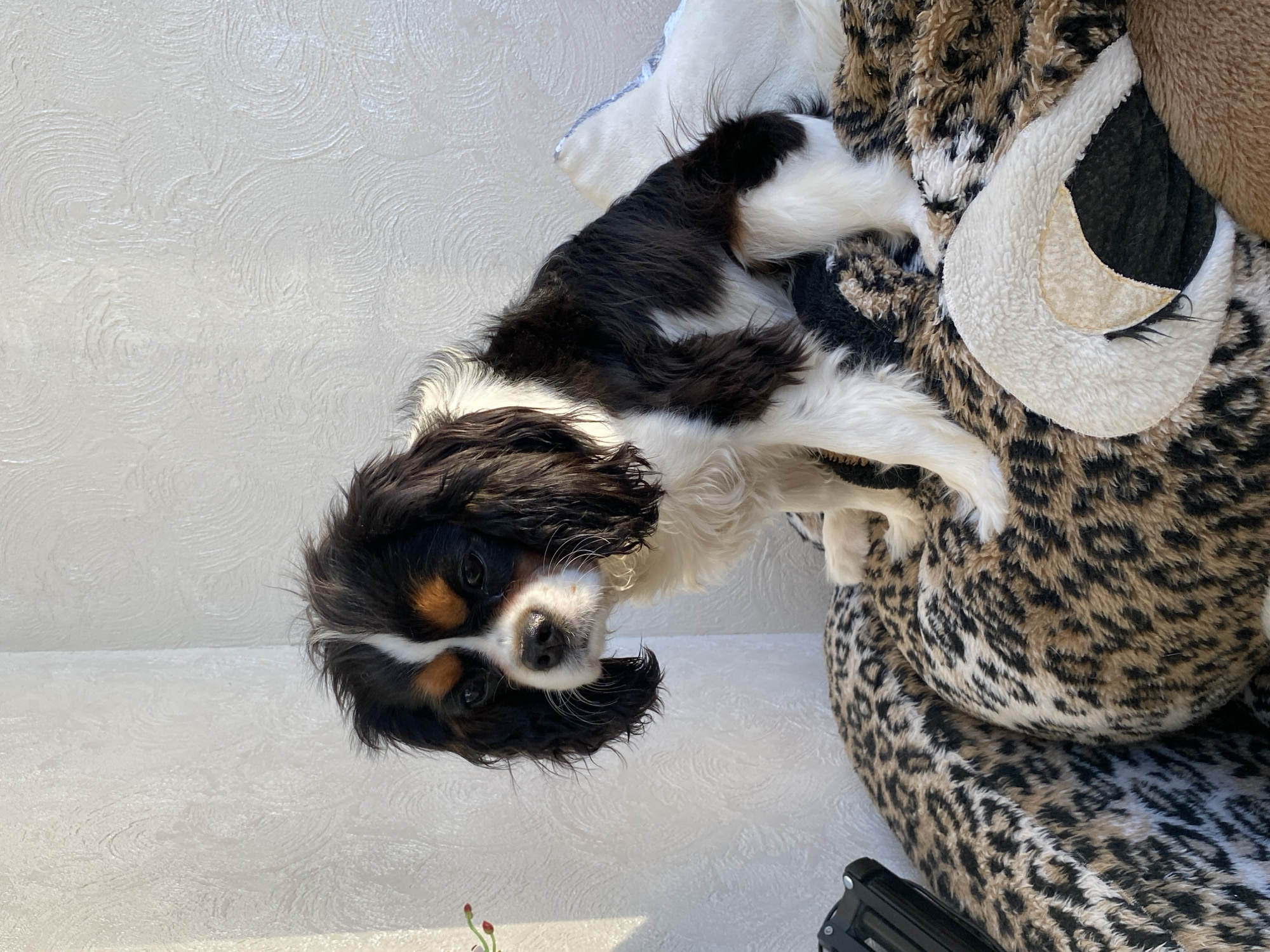 A Cavalier King Charles Spaniel lies on a leopard-print dog bed. The dog has a tri-color coat of black, white, and tan markings. The background is a white textured wall. The location is unknown, and there is no evidence in the image to suggest the city of Votkinsk, Russia.