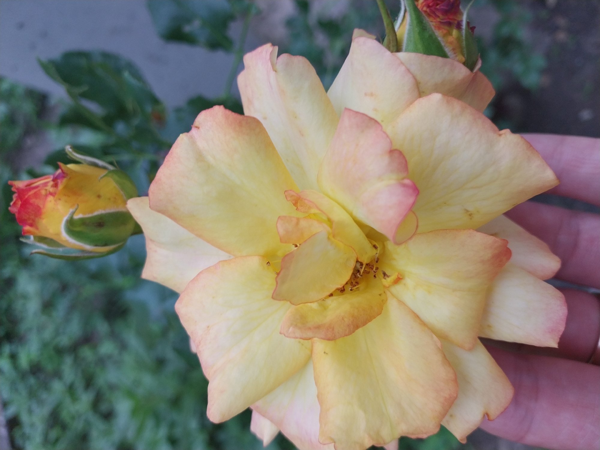 A close-up, eye-level shot features a pale yellow rose with a peachy-pink blush on its outer petals. The rose is in full bloom, with its center opening to reveal dark stamens. To the upper left of the main rose, a rose bud is visible, tipped with red and yellow. A human hand, with a ring on the ring finger, gently supports the lower petals of the blooming rose. The background is a soft blur of green foliage and a muted gray surface, suggesting an outdoor setting, possibly a garden. The image is taken in Dnipro, Ukraine.