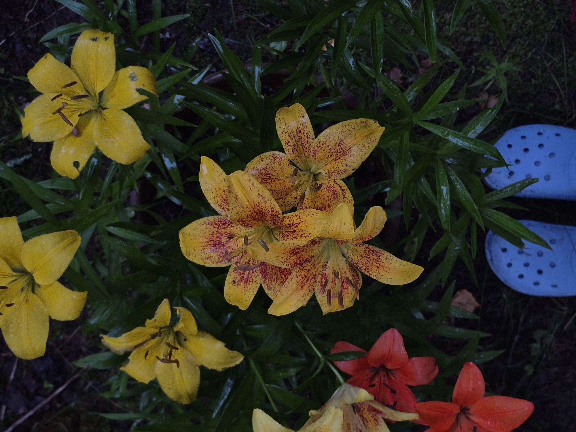 This image captures a close-up, top-down view of several lilies in a garden setting, likely located in the Астра-1 Днт, Russia. The lilies are predominantly yellow with some reddish-brown speckles, and a few red lilies are also visible. The flowers appear wet, suggesting recent rain or watering, and are surrounded by dark green, elongated leaves. In the foreground, the top portions of two bright blue Croc-style shoes are visible, indicating the presence of a person in the scene. The background is dark and out of focus, suggesting a natural, possibly wooded, environment.