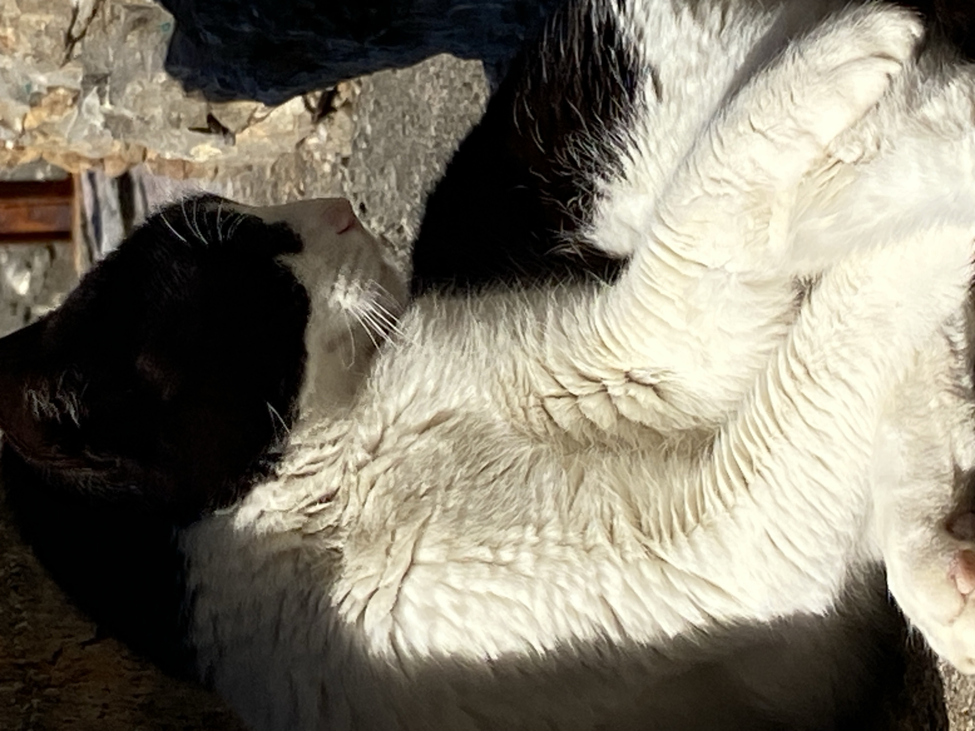 A black and white cat lies on its back in an outdoor setting, likely in Budva, Montenegro, given the image's origin. The cat's head is mostly black, with a white patch on its face. Its body is predominantly white, with black markings on its side. The fur appears soft and dense, catching the sunlight. The background consists of stone or concrete, possibly part of a wall or pavement. The lighting suggests a sunny day.