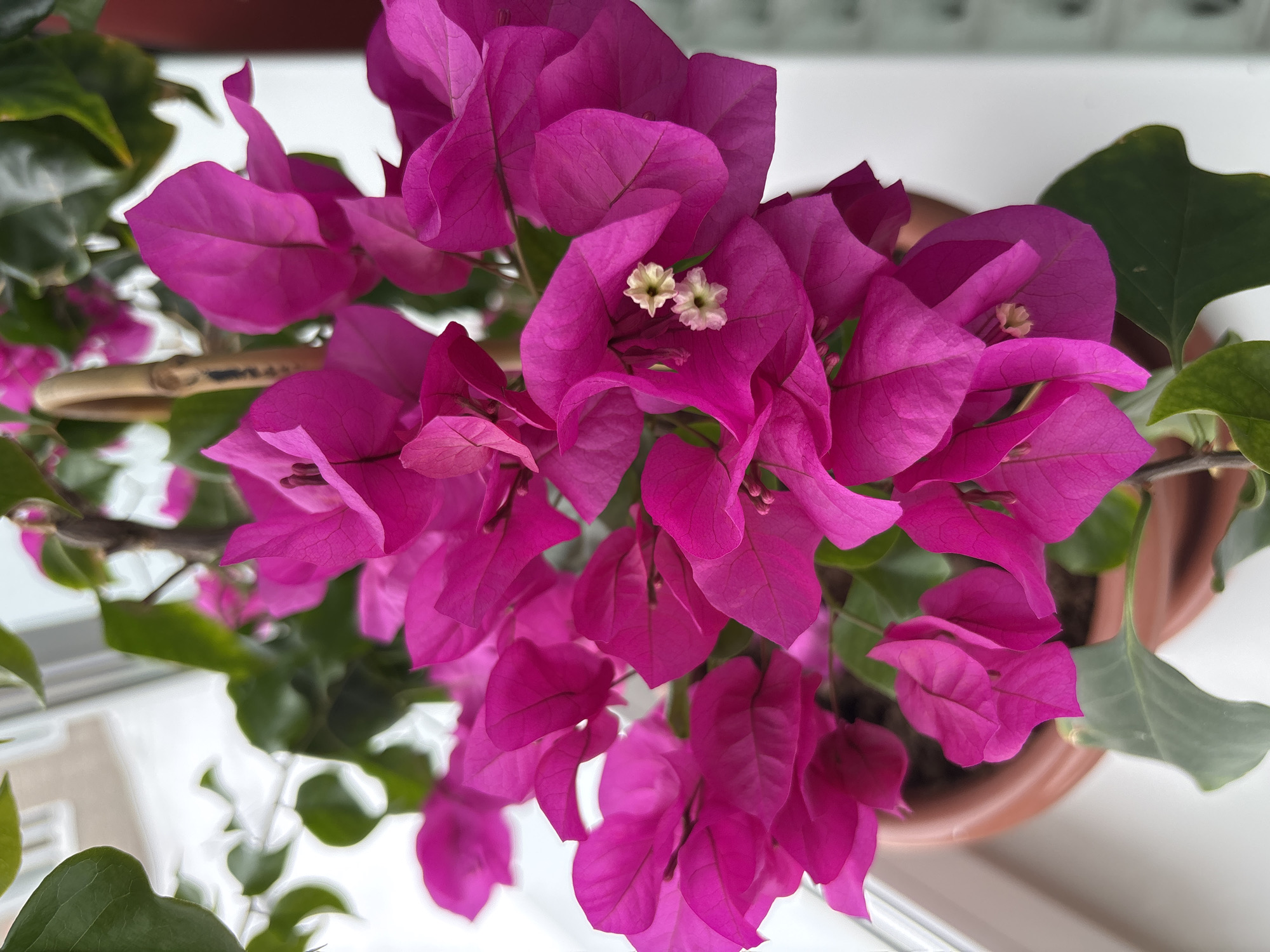 A close-up, high-angle shot captures a potted bougainvillea plant. The plant features vibrant magenta bracts clustered around the true flowers, which are small and white. Green leaves are interspersed among the bracts. The plant is situated in a terracotta pot. The setting appears to be indoors, likely on a window sill. The image does not contain any identifiable information that would place it in Chaikovsky, Russia.