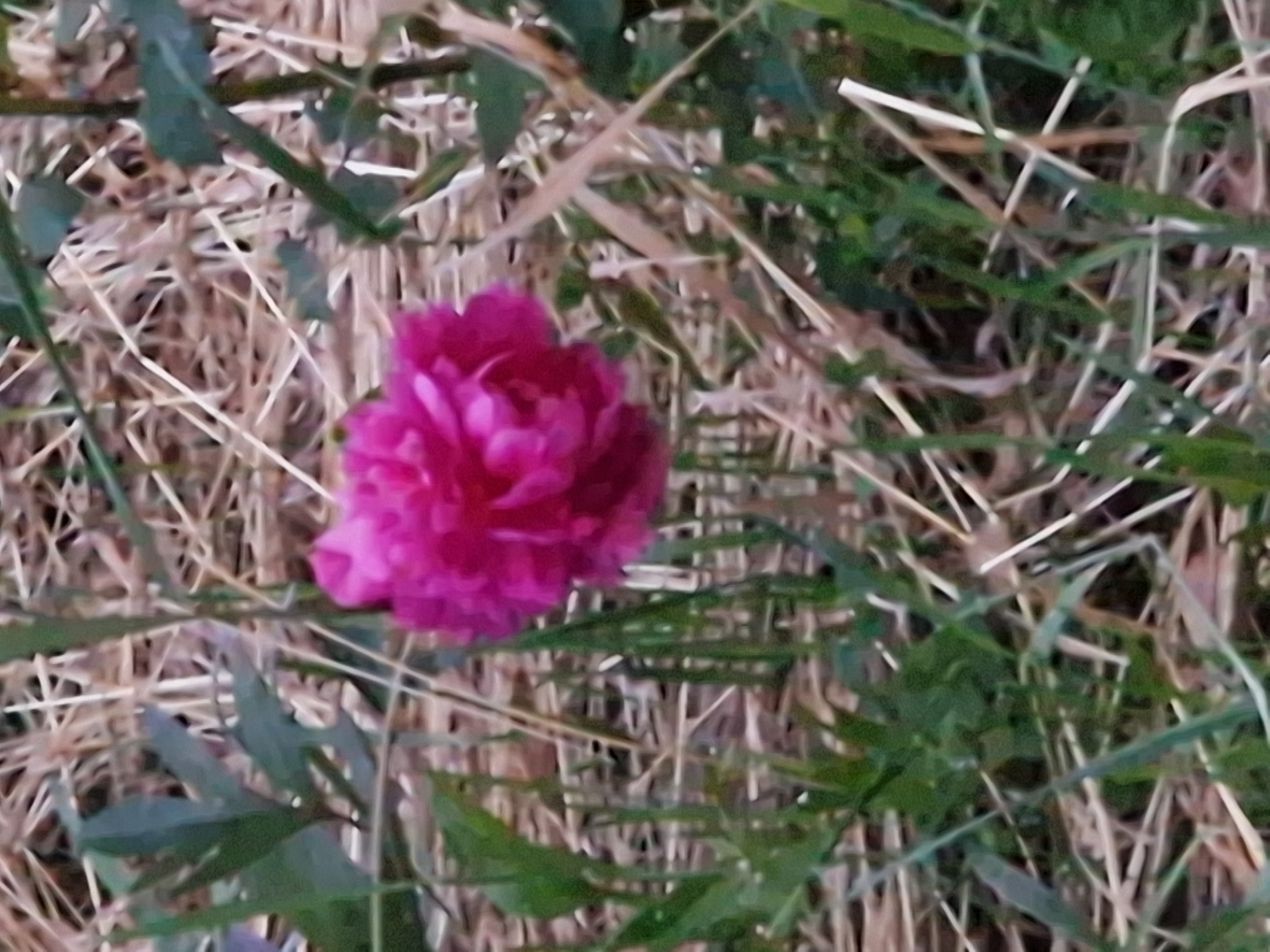 A single, bright pink flower with multiple layered petals is in focus, centered in the frame. It is surrounded by dry, straw-like grass and some green foliage. The background is blurred, suggesting it is outdoors in a natural setting. The image appears to be taken at a close-up perspective. The location is identified as Kursavka, Russia.