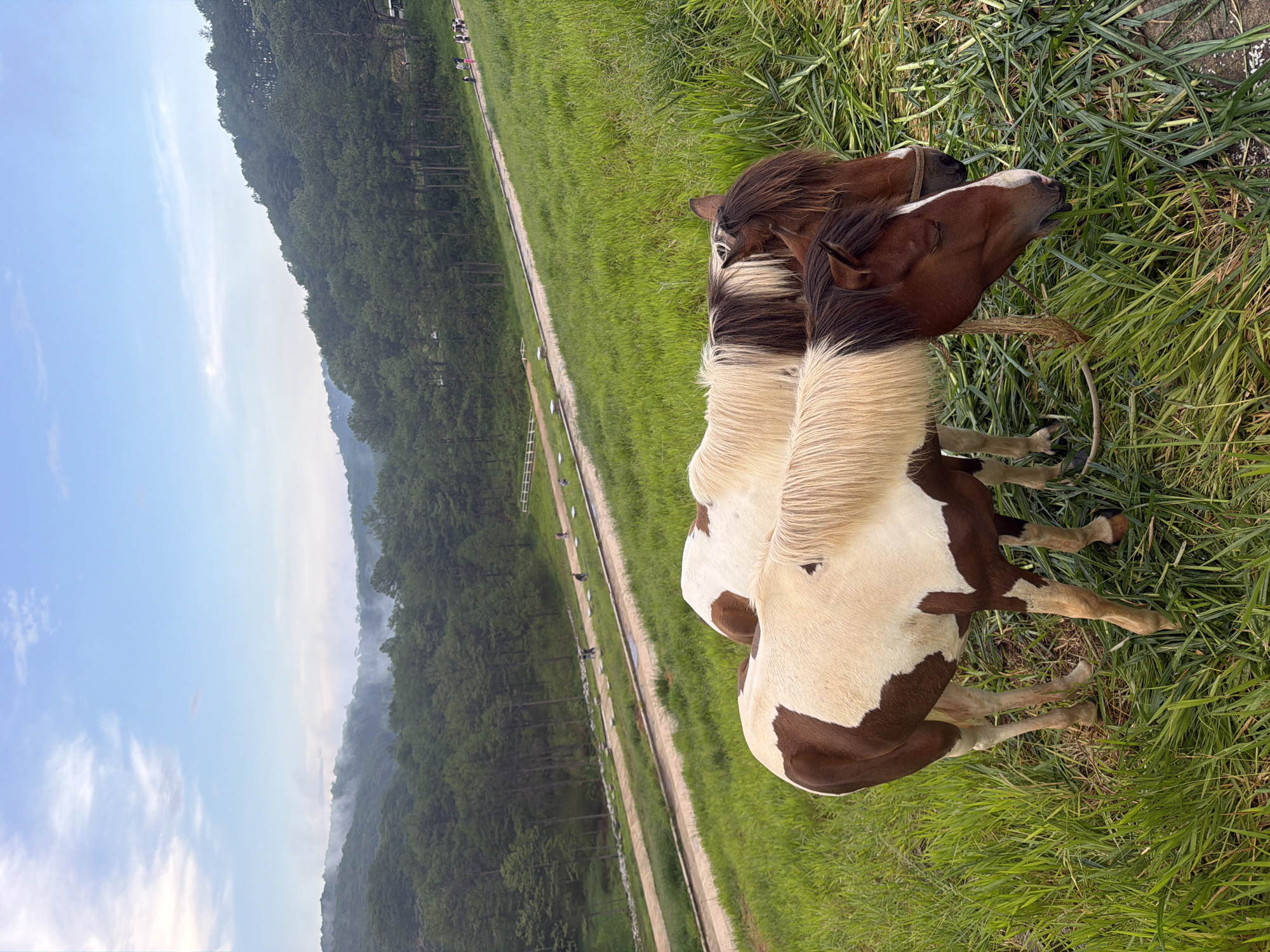The image depicts two horses in the foreground, grazing on lush green grass in what appears to be the hills surrounding Da Lat, Vietnam. The horses are piebald, with patches of brown and white. The horse in the front has a white blaze on its face and a light-colored mane. The horse behind it is mostly brown with a lighter mane. Both horses are equipped with halters.
In the background, a paved path winds its way up a grassy slope, bordered by a pine forest. Several people are visible walking on the path, and a white fence runs along the edge of the forest. The sky is a clear blue with scattered white clouds. The overall scene suggests a scenic rural or park-like setting, likely a popular tourist spot for horseback riding or enjoying the natural beauty of the Da Lat highlands. The misty quality in the distant hills further enhances the atmospheric feel of the landscape.
