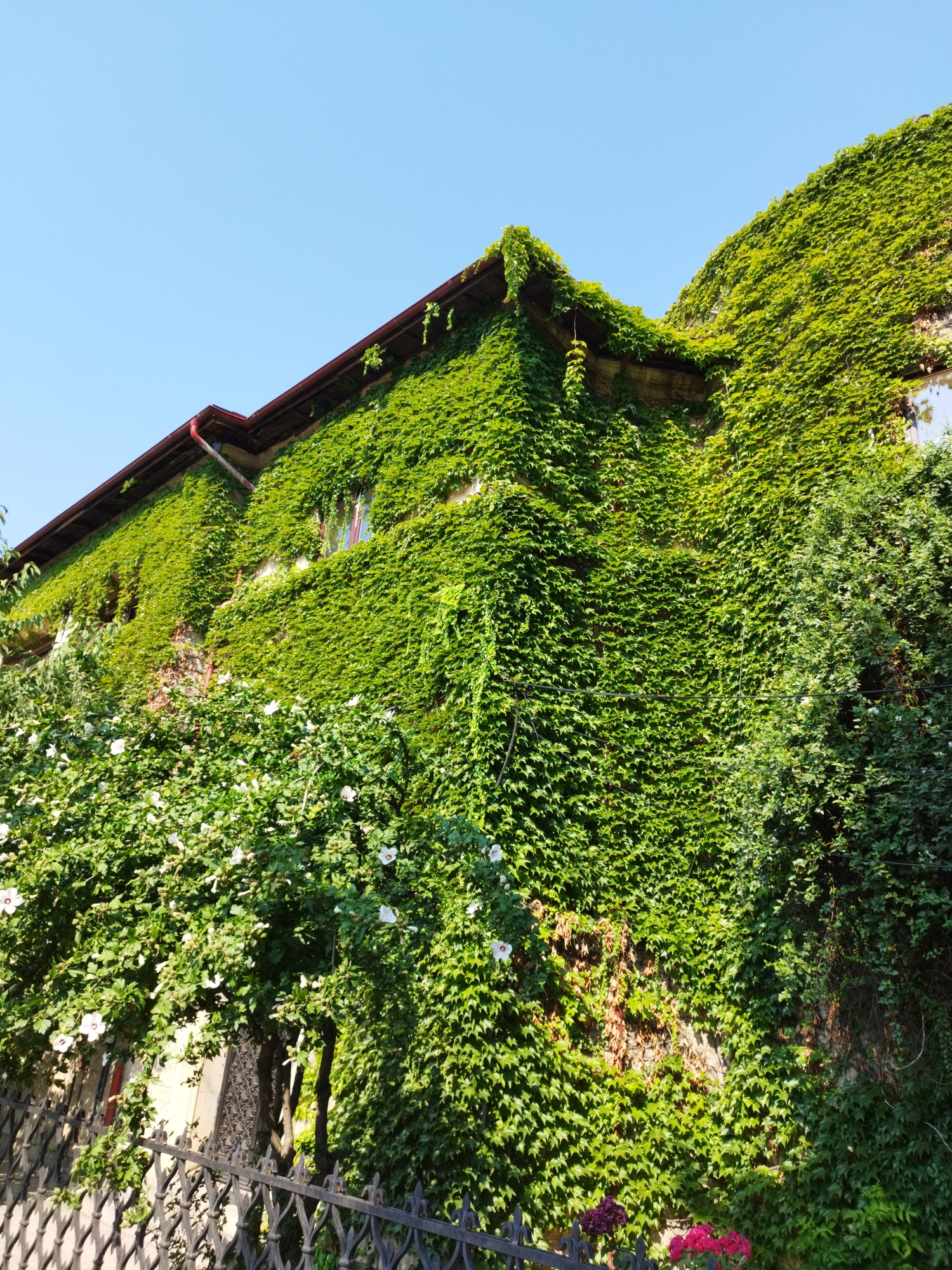 The image depicts a building facade completely covered in dense green ivy, with a section of the roofline visible at the top left, featuring a red gutter. Beneath the ivy, glimpses of windows can be seen. In the lower left quadrant, a flowering bush with white blossoms is present, along with a black wrought-iron fence in the foreground. The scene appears to be a building exterior on a clear day with a bright blue sky. The style of the fence and the architecture suggest a location in Bucharest, Romania, possibly in an older residential area.