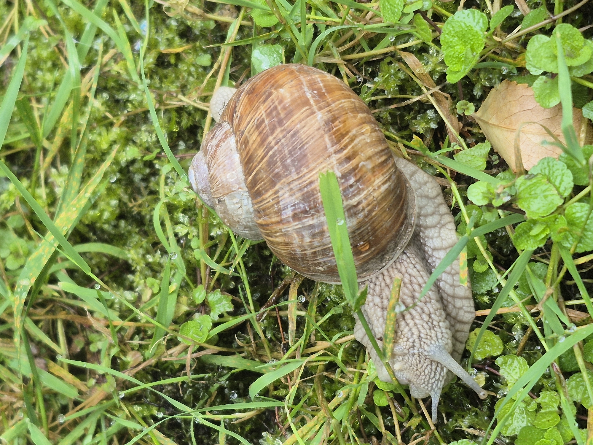 A Roman snail is on the ground amidst green grass and moss. The snail's shell is brown and spiraled, and its body is a pale grey color. The snail is extended, with its head and tentacles visible. There are water droplets on the grass and moss, suggesting it may have recently rained. The background is out of focus but appears to be more vegetation. The image is taken from a high angle, looking down at the snail.