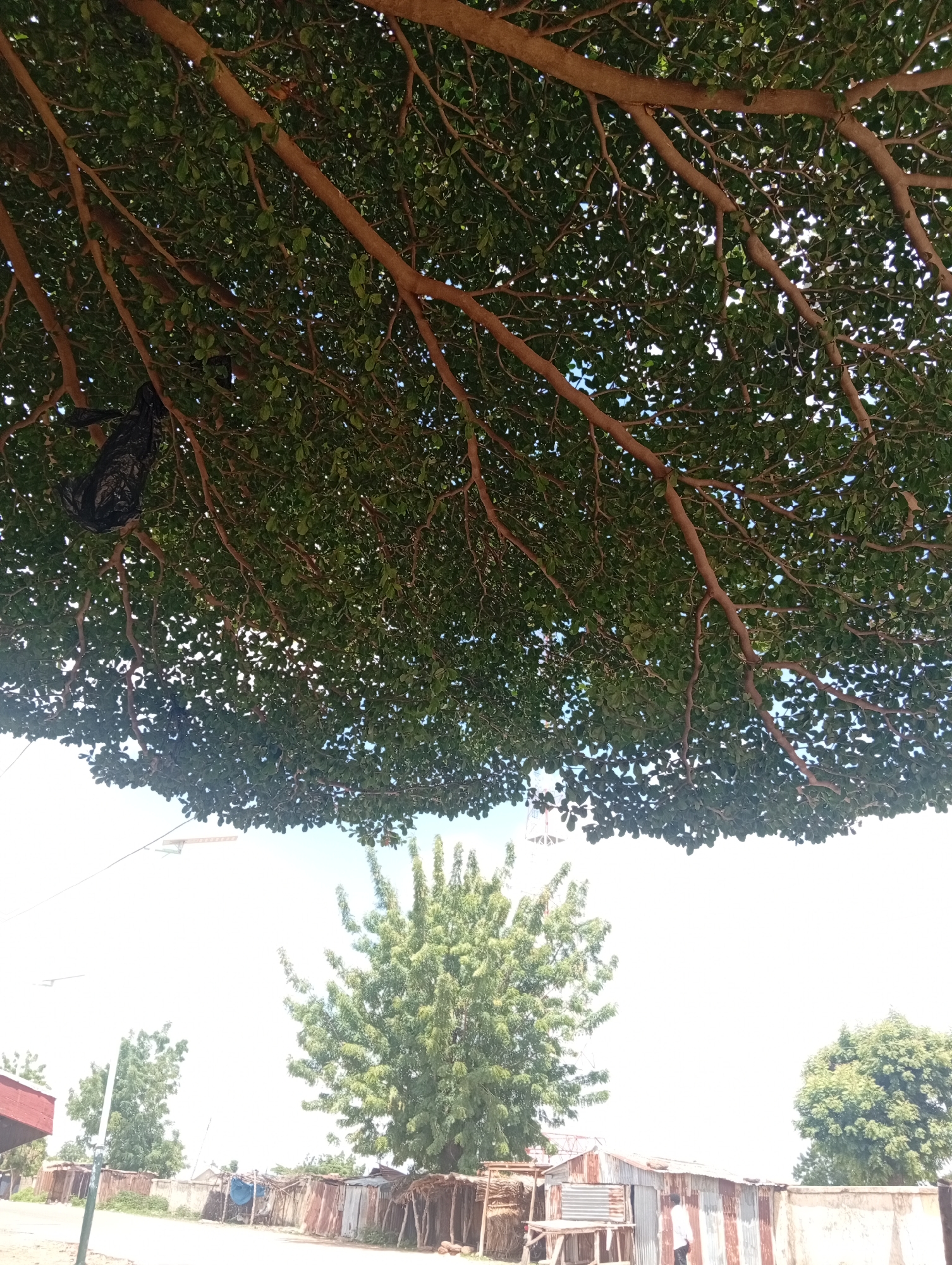The image depicts an outdoor scene, likely in the city of Zongoma Kyari, Nigeria, characterized by a dense canopy of a large tree in the foreground, with its branches and green leaves filling the upper portion of the frame. The sky is visible through the foliage. Below the tree, the scene transitions to a view of a settlement with several structures made of corrugated metal and wood, some appearing weathered. A dirt road or pathway runs through the settlement. Various trees are scattered throughout the background, and there are some utility poles. A single person in white clothing is visible standing near one of the structures. The lighting suggests it is daytime, with some areas of bright sunlight and shadow.