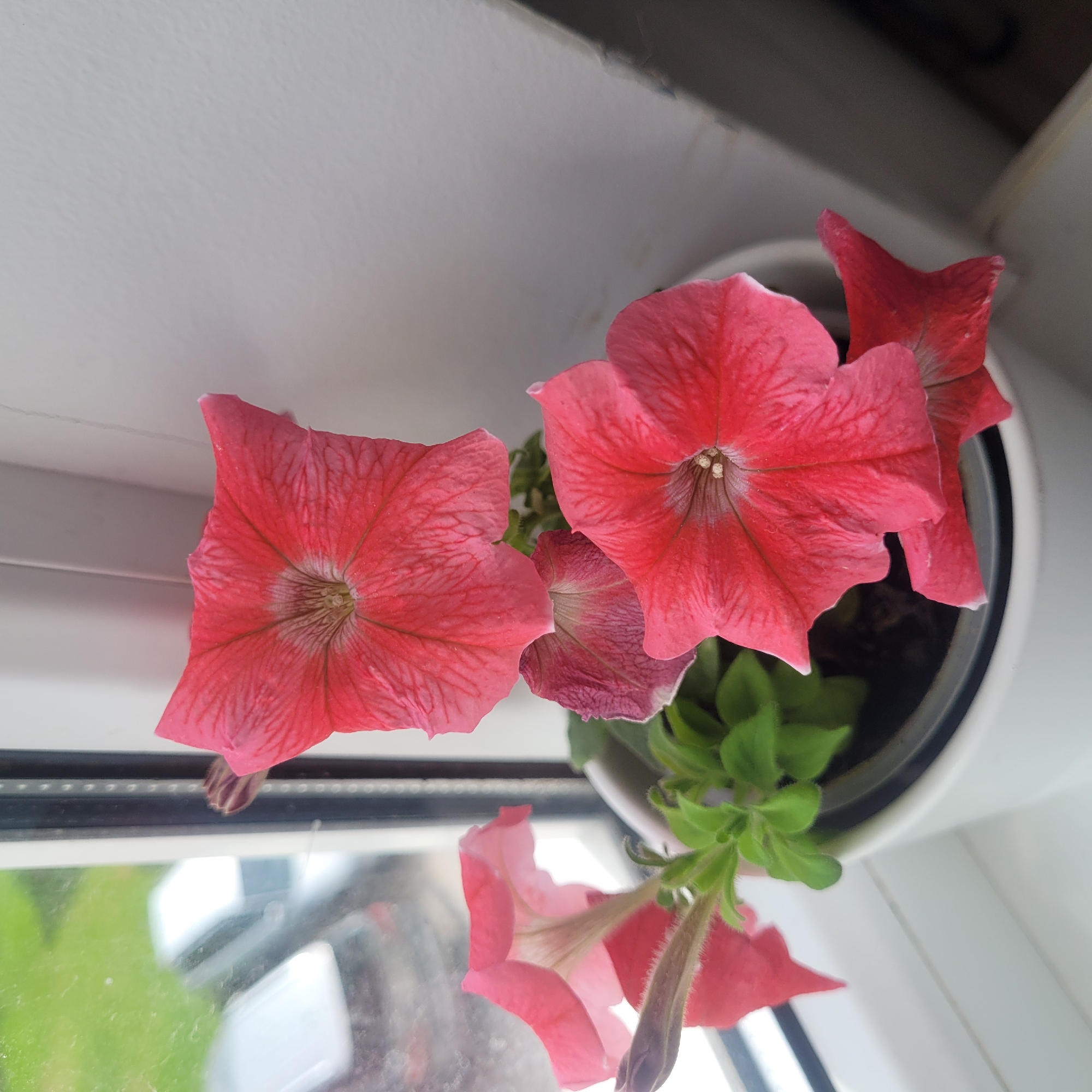 A close-up, high-angle shot shows a potted petunia plant with multiple vibrant pink flowers on a windowsill. The flowers are in various stages of bloom, with some fully open and others still budding. The plant is in a white pot, which sits on a white windowsill. Through the window, blurred cars and greenery are visible, suggesting an outdoor urban environment. The lighting is bright, casting soft shadows. The image does not contain any people or actions. The location is Jūrmala, Latvia, as indicated by the prompt.