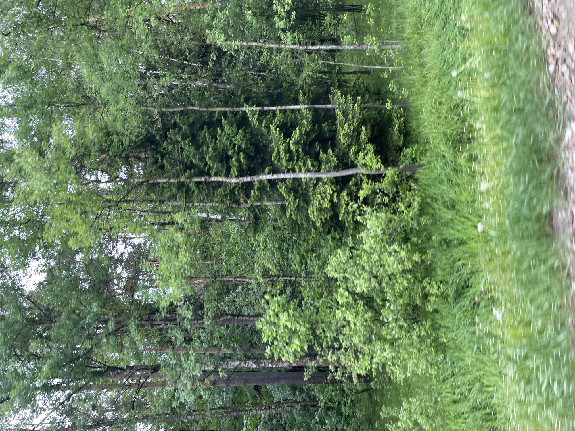 The image depicts a dense forest edge, likely in the vicinity of Semyonovskoye, Russia, given the vegetation types commonly found in that region. The scene is dominated by tall, slender trees, likely birch and pine, with dense green foliage. The ground cover consists of tall grass and underbrush, creating a thick, overgrown appearance. There are no visible people or animals in the frame. The lighting suggests an overcast day, with diffused light filtering through the trees. The overall impression is that of a wild, untouched natural environment.