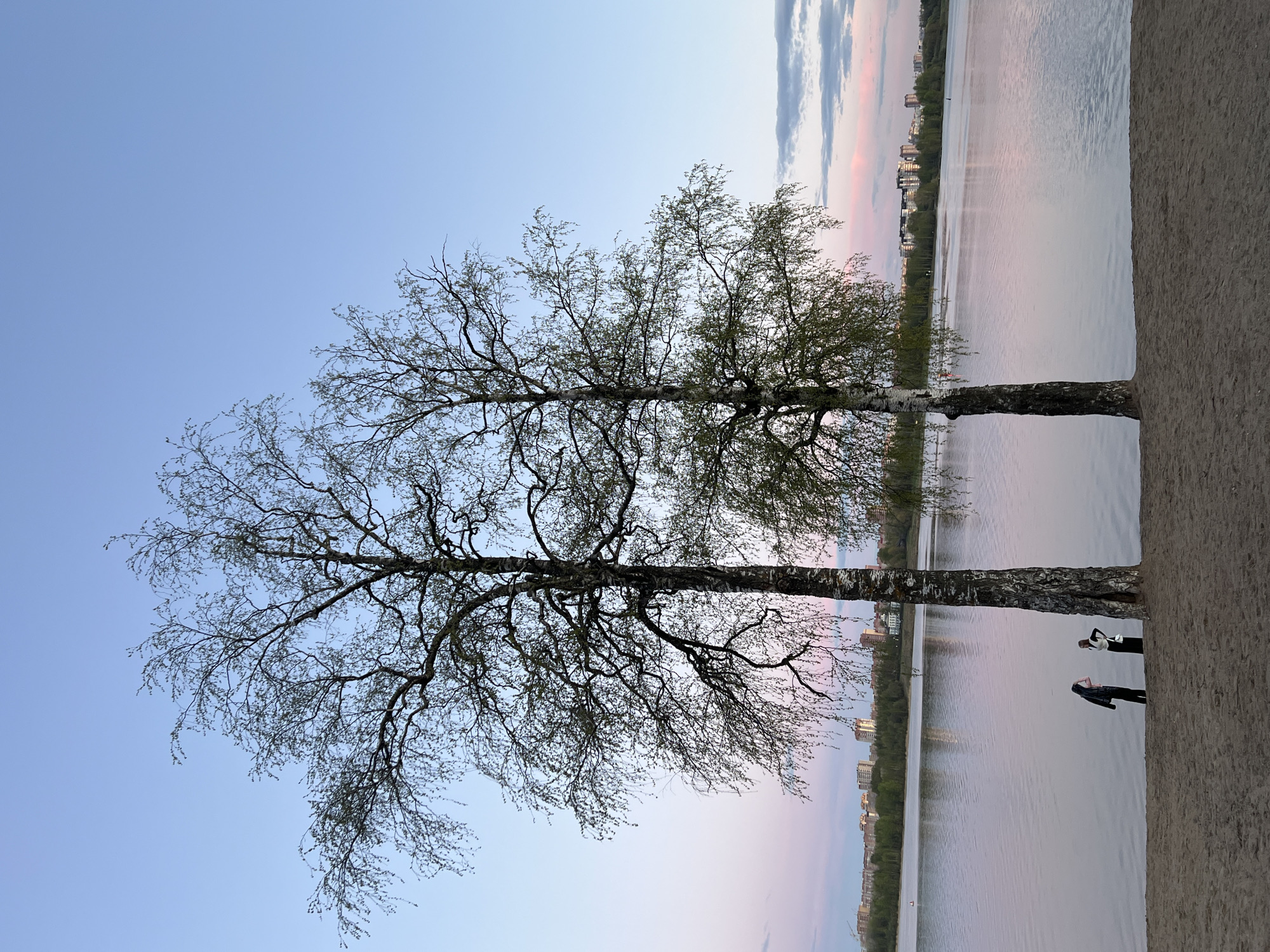 The image depicts a scene at dusk in Cherepovets, Russia, near the Sheksna River. Two birch trees with budding leaves stand in the foreground, their trunks positioned near a concrete wall or edge. The river stretches out in the background, with buildings lining the opposite shore. The sky is a gradient of blue and pink. Two people are standing near the base of the trees. The image is taken at a canted angle.
