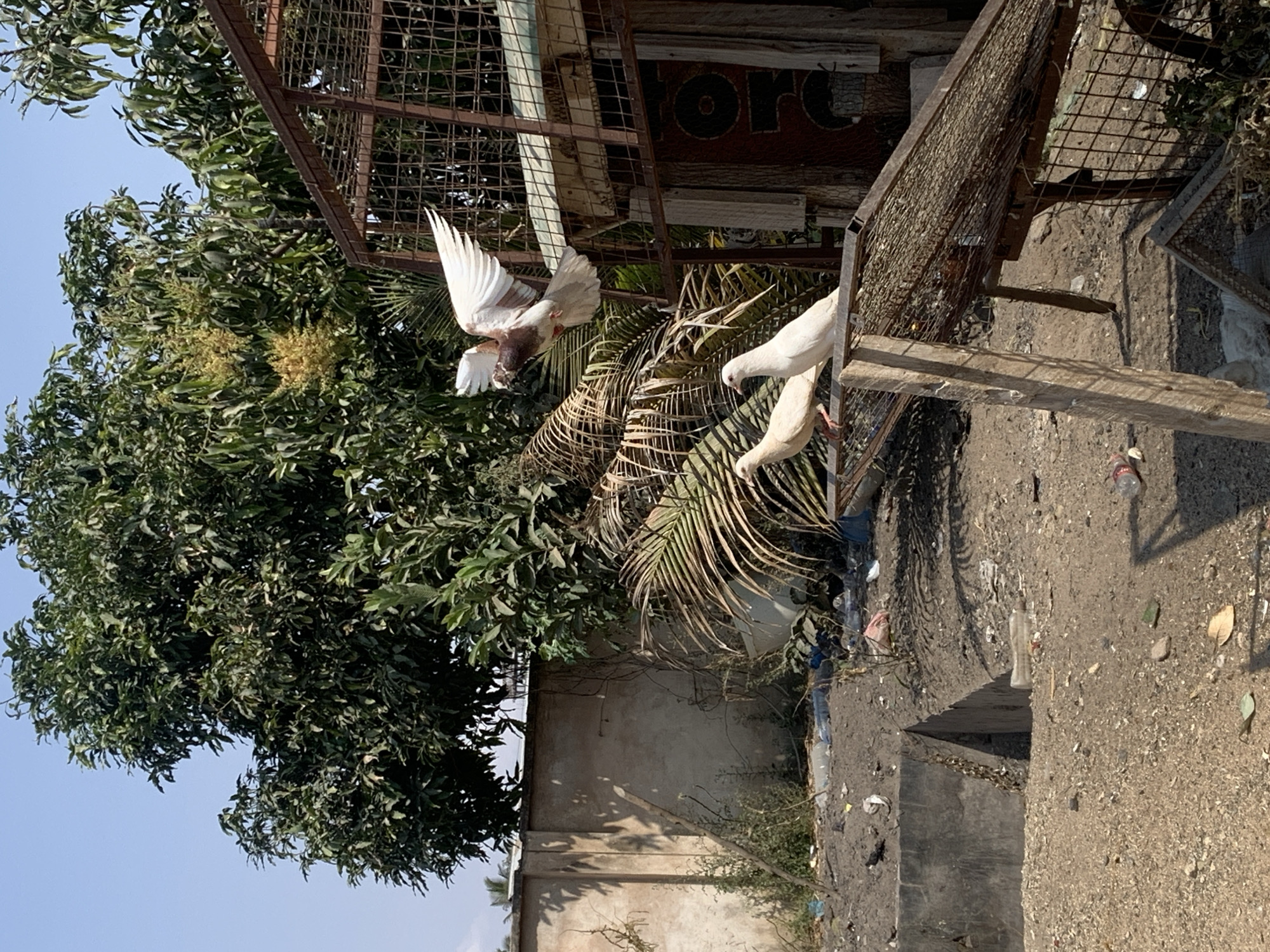 An outdoor scene, under a clear blue sky, depicts a cage structure with mesh sides, possibly for birds. Two white pigeons are perched on a tilted mesh surface in the foreground, while a third pigeon with white and brown plumage is captured mid-flight above and to the right of the other two. The background features lush green trees and a beige wall. The ground is covered with dirt, debris, and some scattered plastic bottles. The image is set in Dodoma, Tanzania.