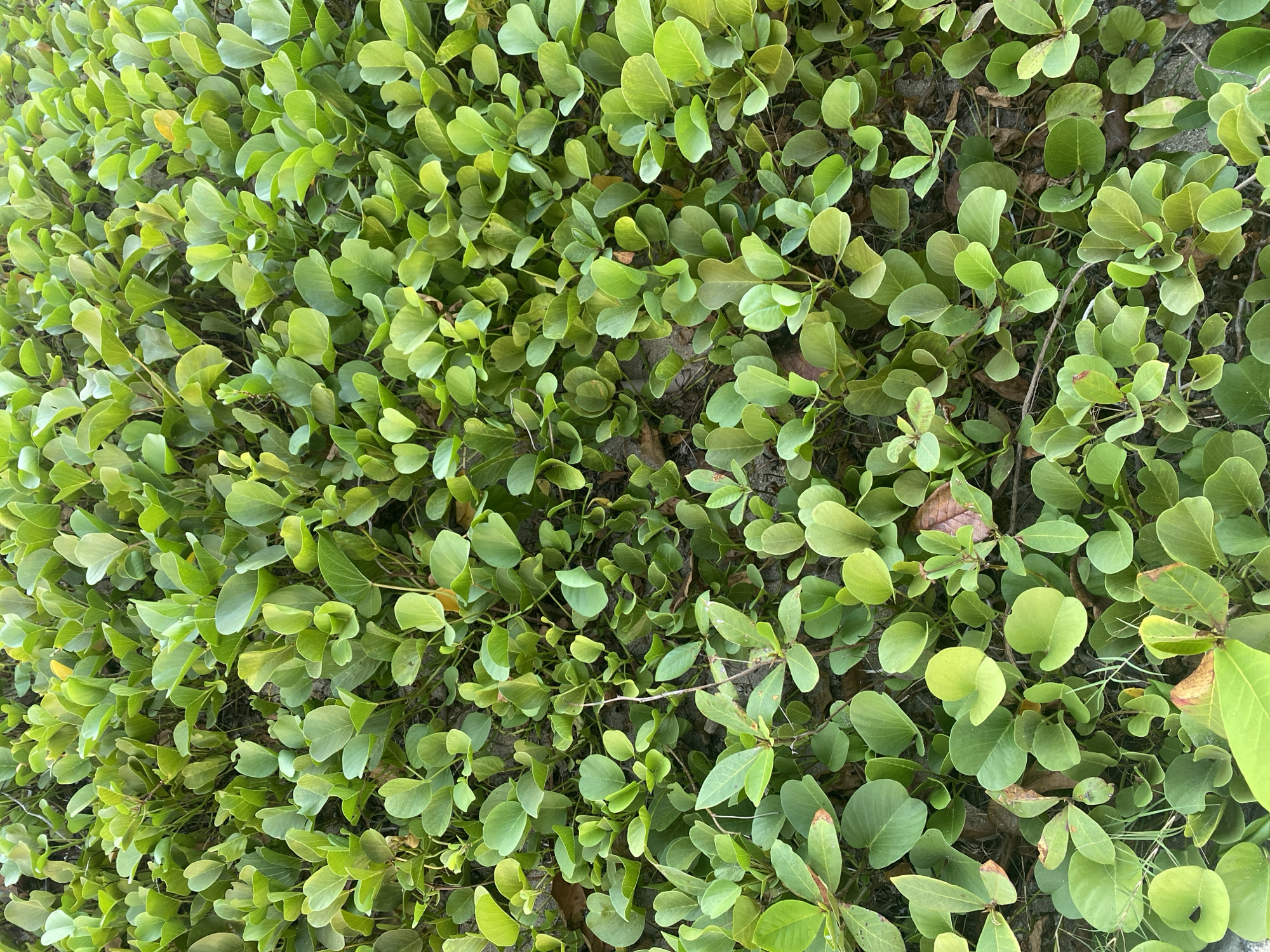 The image shows a dense, low-lying ground cover of green, heart-shaped leaves, likely Ipomoea pes-caprae, commonly known as beach morning glory. The plants are growing on sandy soil, with some dried leaves and thin twigs visible amongst the vibrant green foliage. The lighting suggests it is daytime, with soft shadows indicating an overcast sky or dappled sunlight. The scene is a natural, unmanicured landscape, characteristic of coastal areas. This type of vegetation is frequently found along the beaches of Denpasar, Bali, Indonesia, such as at Kuta Beach or Seminyak Beach, where it helps to stabilize the sand dunes and prevent erosion. There are no people or man-made structures depicted in the image.