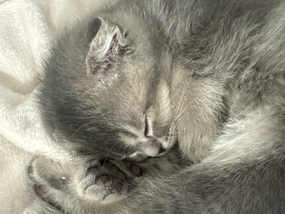 A grey kitten, located in Strasbourg, France, is depicted sleeping in a close-up, top-down view. The kitten rests curled on a light-colored, soft, textured fabric surface. Its eyes are closed, indicating sleep, and its head is positioned slightly turned, revealing its small pink nose and whiskers. One front paw, with visible dark pink paw pads, is tucked near its face. The fur is predominantly grey, with subtle lighter grey highlights throughout. The background consists of the same out-of-focus, light-colored fabric. Illumination suggests a light source from the upper right, casting a soft shadow across the kitten's upper body and head.