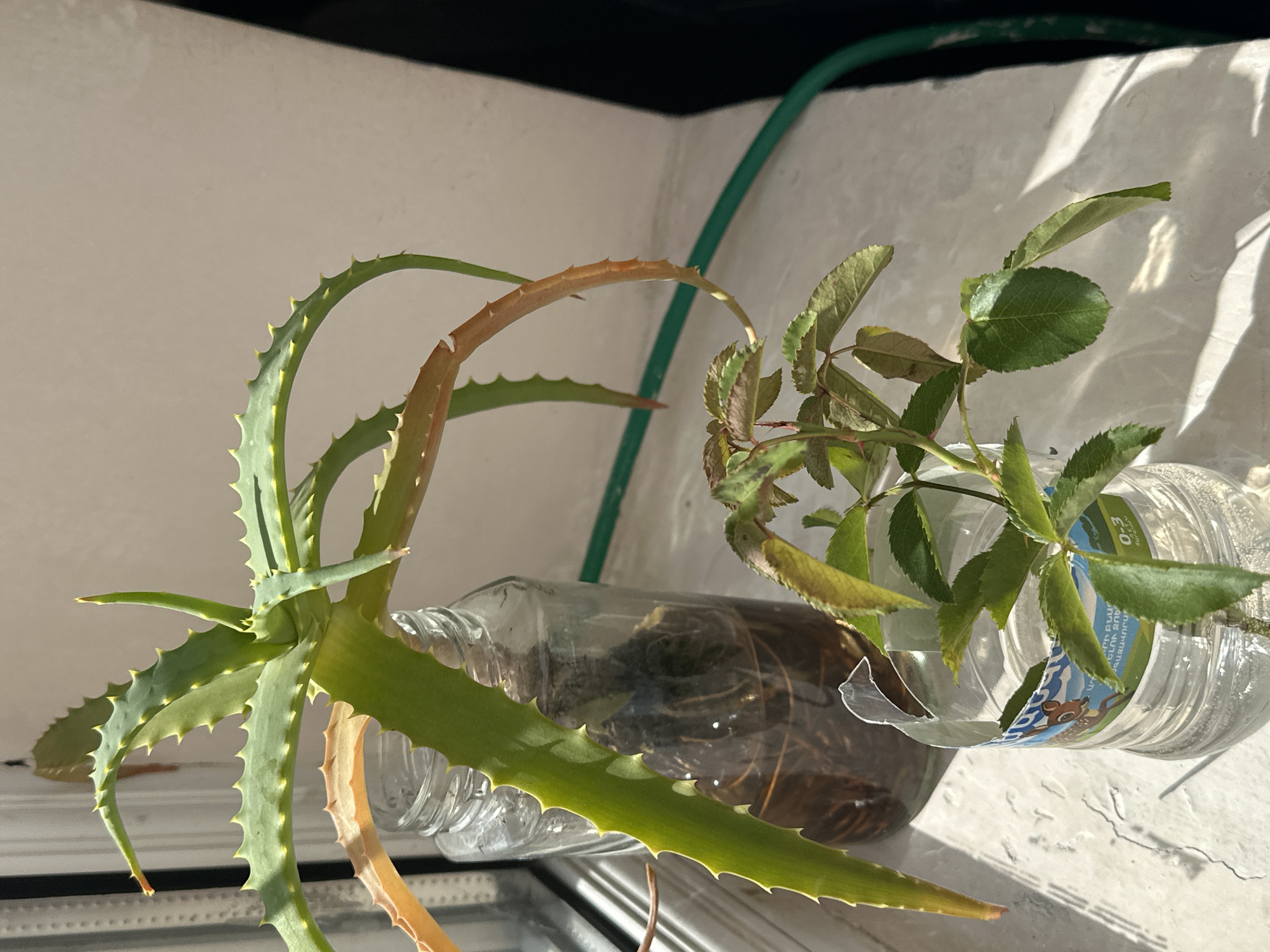 An aloe vera plant with some yellowing leaves is in a glass jar. A small rose plant is in a cut plastic bottle. Both plants are on a windowsill in Gyumri, Armenia. The sun is shining, casting shadows on the windowsill. A green hose is visible in the background.