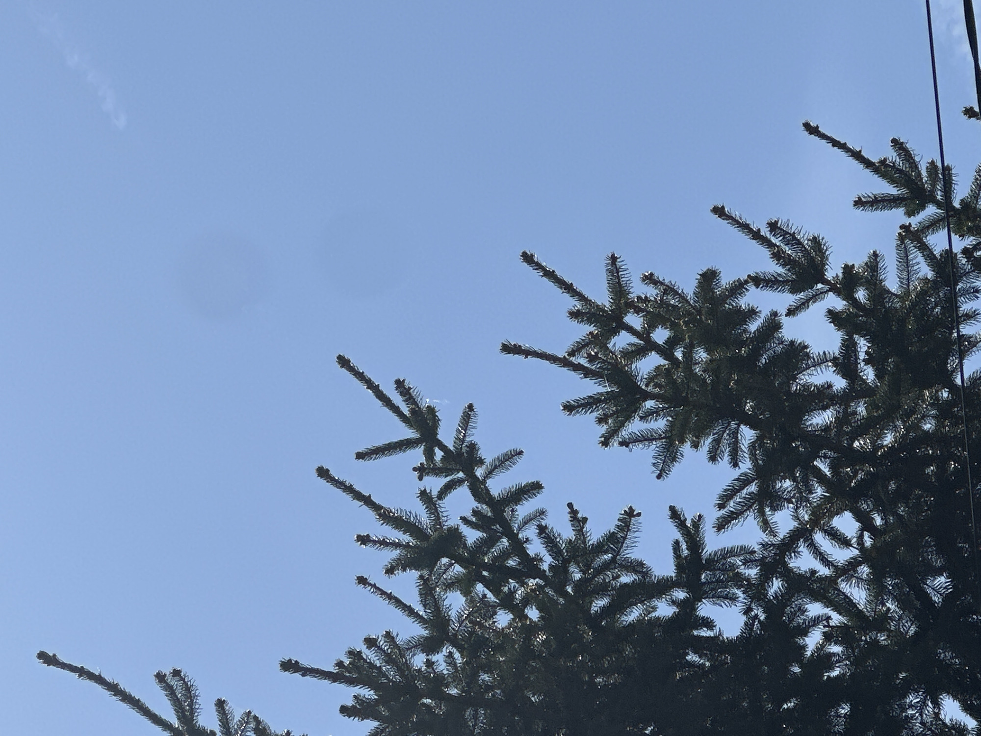 The image presents an upward view through the dark green branches of a coniferous tree against a clear, light blue sky. The dense, needle-laden branches of what appears to be a spruce or fir tree occupy the lower and right portions of the frame, with patches of bright sky visible through the foliage. Some branches show lighter-colored tips, possibly indicating new growth or small cones.
The scene is an outdoor setting, likely during daytime, as indicated by the bright illumination and the vivid blue of the sky. A very faint, wispy white cloud can be seen in the upper-left quadrant of the sky. On the far right edge of the image, a thin, dark vertical line is visible, suggesting a utility wire or pole. No specific activity is taking place, and there are no people or other discernible objects. The tranquil natural setting is consistent with an outdoor location in Slavyani, Bulgaria. No text is visible in the image.