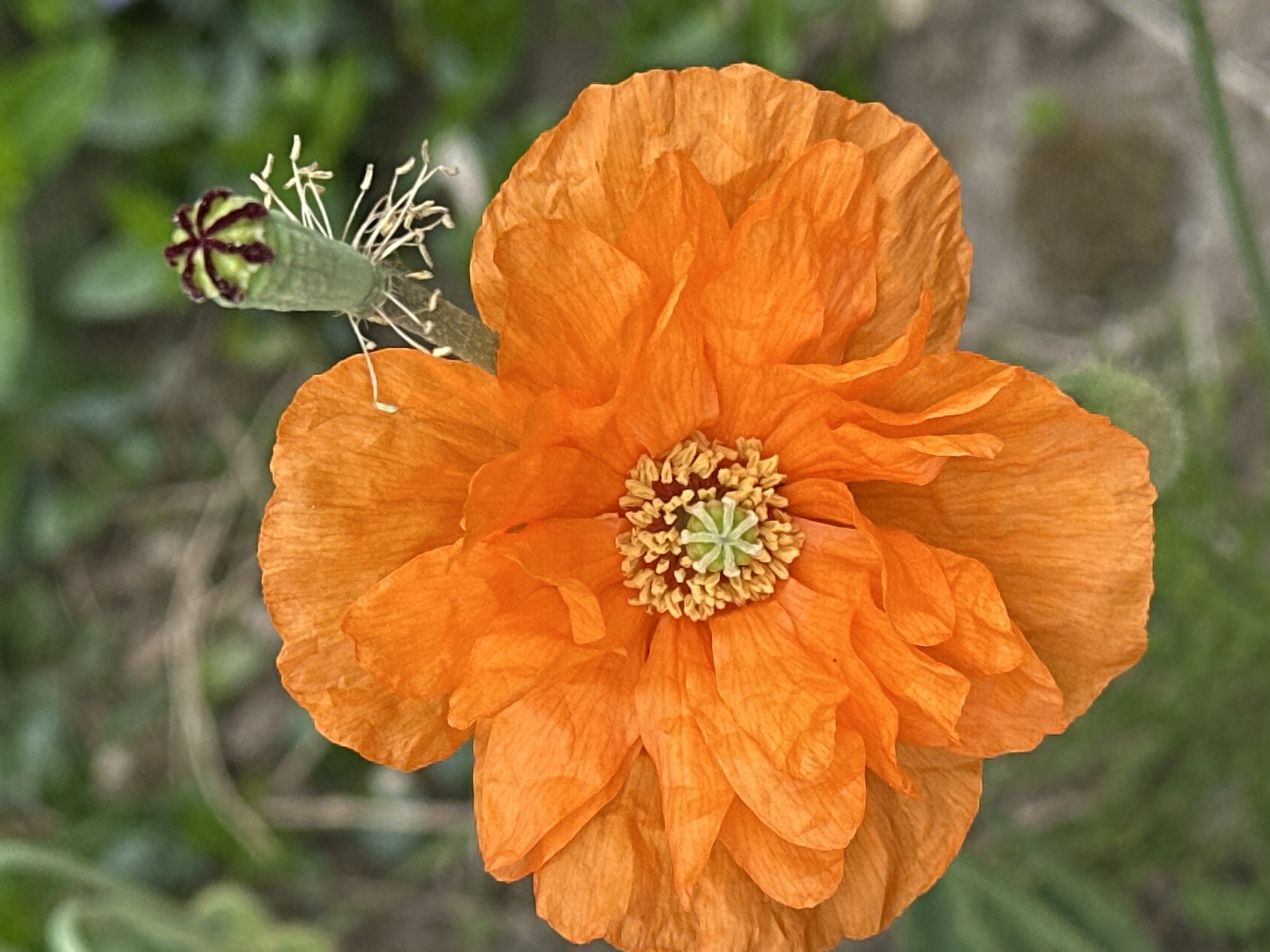 This close-up photograph captures a vibrant orange poppy flower and a developing poppy seed pod set against a soft, out-of-focus green background. The prominent poppy flower, centrally located, showcases delicate, slightly crinkled petals in a rich orange hue. Its core features a dense cluster of yellow-tipped stamens surrounding a light green pistil, which is capped with a distinct star-shaped stigma.
To the upper left of the main flower, a slender, green poppy seed pod is visible. This pod is marked with dark reddish-purple stripes radiating from its top. Several thin, pale, and wispy stamens are still attached around the base of the seed pod. The blurred background consists of various shades of green foliage, indicating an outdoor setting, likely a garden or natural area in New Westminster, Canada. The natural lighting suggests it is daytime. There is no visible text or specific activity taking place beyond the natural state of the plants.
