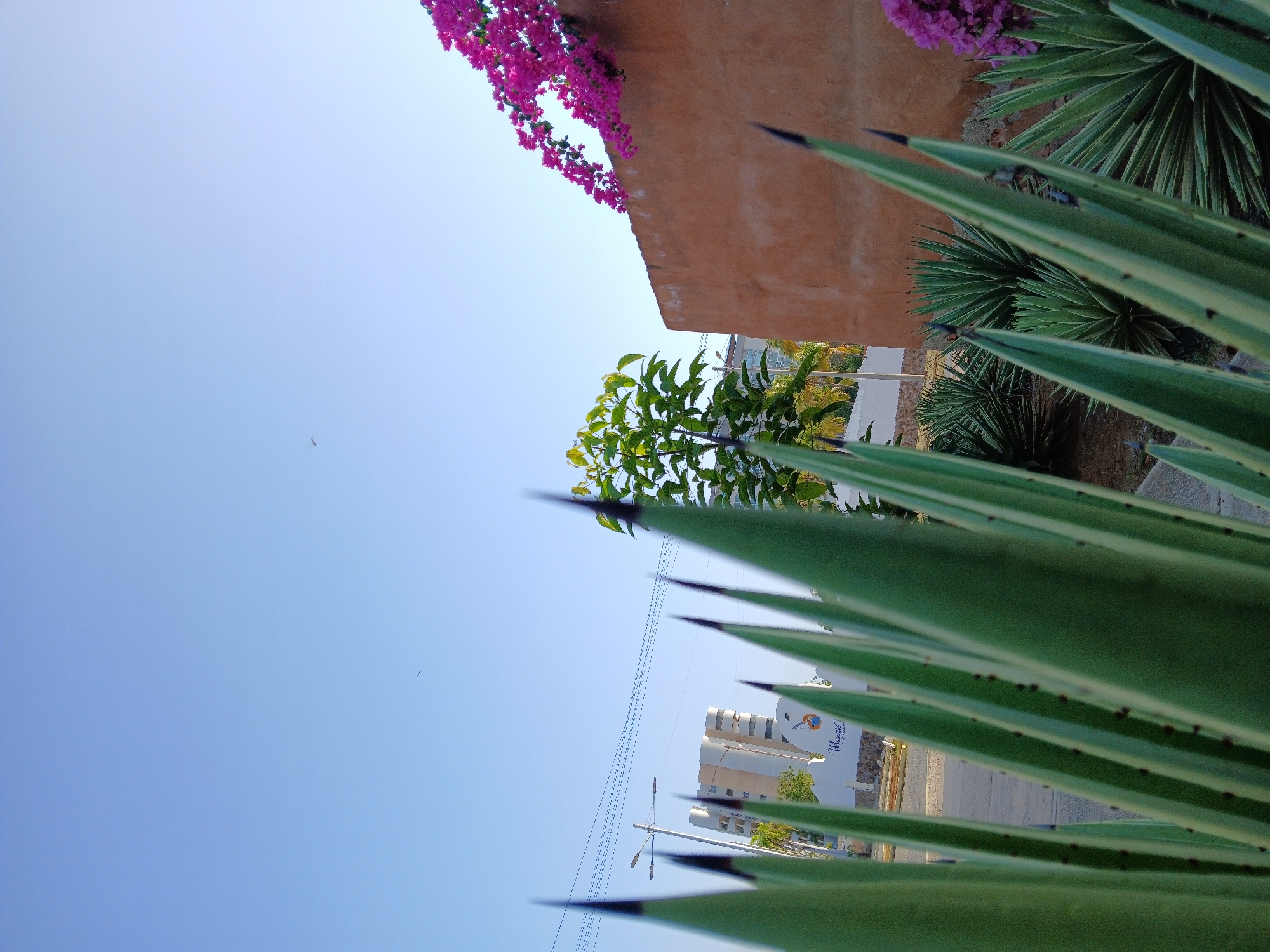 The image, taken in Porlamar, Venezuela, presents an upward-angled view framed by prominent agave plants in the foreground. Behind these plants, there is a building with pink bougainvillea growing on its roof. Further back, a light-colored building with the word "Moremar" visible on its side can be seen. Power lines extend across the sky, adding a sense of urban infrastructure. The sky is a clear blue.