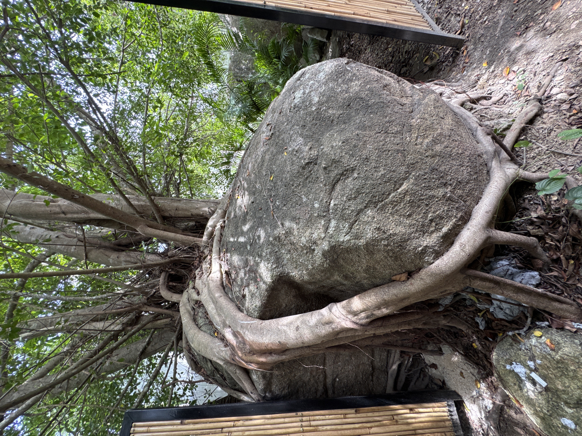 This media file captures a close-up view of a large, grey boulder entangled with the roots of a tree. The roots, thick and woody, wrap around the rock, creating a powerful visual of nature's embrace. The scene is set outdoors, with lush green foliage and branches of the tree filling the upper portion of the frame. Sunlight filters through the leaves, casting dappled shadows on the boulder and the surrounding ground.
The ground is covered with dry leaves, twigs, and some patches of dirt, suggesting a natural, possibly wooded, environment. In the foreground and along the edges of the image, there are elements that appear to be part of a man-made structure, possibly a walkway or seating area, constructed with bamboo and dark framing. These elements contrast with the organic forms of the rock and tree.
The image has a slightly tilted perspective, giving a dynamic feel to the composition. The time of day appears to be daytime, with bright lighting indicating sunshine. The weather seems clear and pleasant, conducive to outdoor exploration. There is no visible text within the image. The overall impression is one of natural beauty and the slow, persistent power of growth, with a hint of human integration into the landscape. The location context provided places this scene in Koh Phangan, Thailand, a tropical island known for its natural scenery.