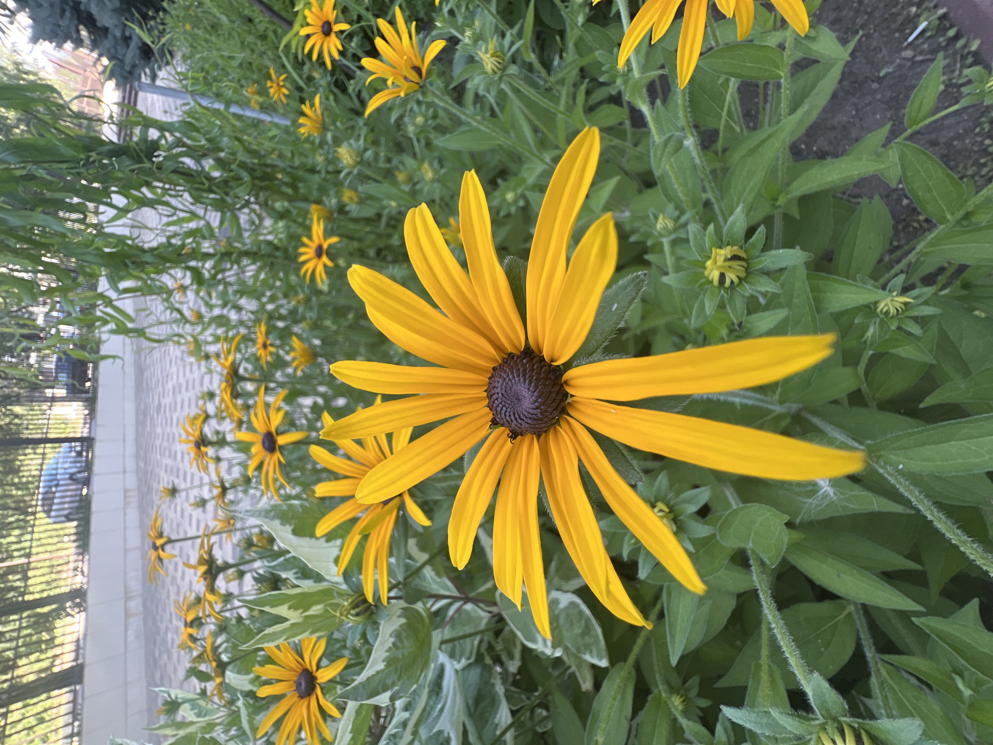This image depicts a close-up view of Black-eyed Susans (Rudbeckia hirta) in bloom. The flowers are characterized by their bright yellow, ray-like petals and dark brown centers. The foliage is a vibrant green, with some leaves exhibiting variegated white and green patterns. The background is blurred, but suggests an outdoor urban setting with a paved walkway or ground surface and a fence with some vegetation beyond. The scene is consistent with a garden bed in the city of Magas, Russia, potentially in a park or residential area, given the presence of urban infrastructure. There are no people or animals visible in the frame.
