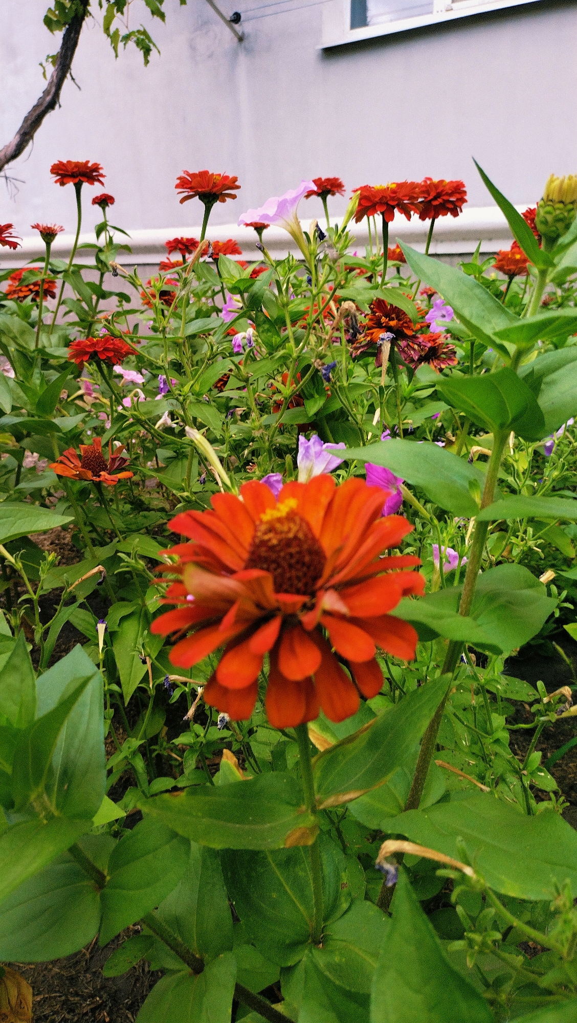 A low-angle, close-up shot captures a vibrant garden with a variety of flowers in full bloom. In the foreground, a large, orange zinnia with dark brown and yellow stamens dominates the frame, its petals spread wide. Behind it, a dense mix of red zinnias, some in bud, and smaller purple and pink flowers create a colorful tapestry. Green foliage forms a lush backdrop, with some leaves showing signs of dryness. In the upper left corner, a dark, gnarled branch extends from the top, and a portion of a light-colored building with a white-framed window is visible in the background. The scene suggests a sunny day, likely in Horishni Plavni, Ukraine, given the context.